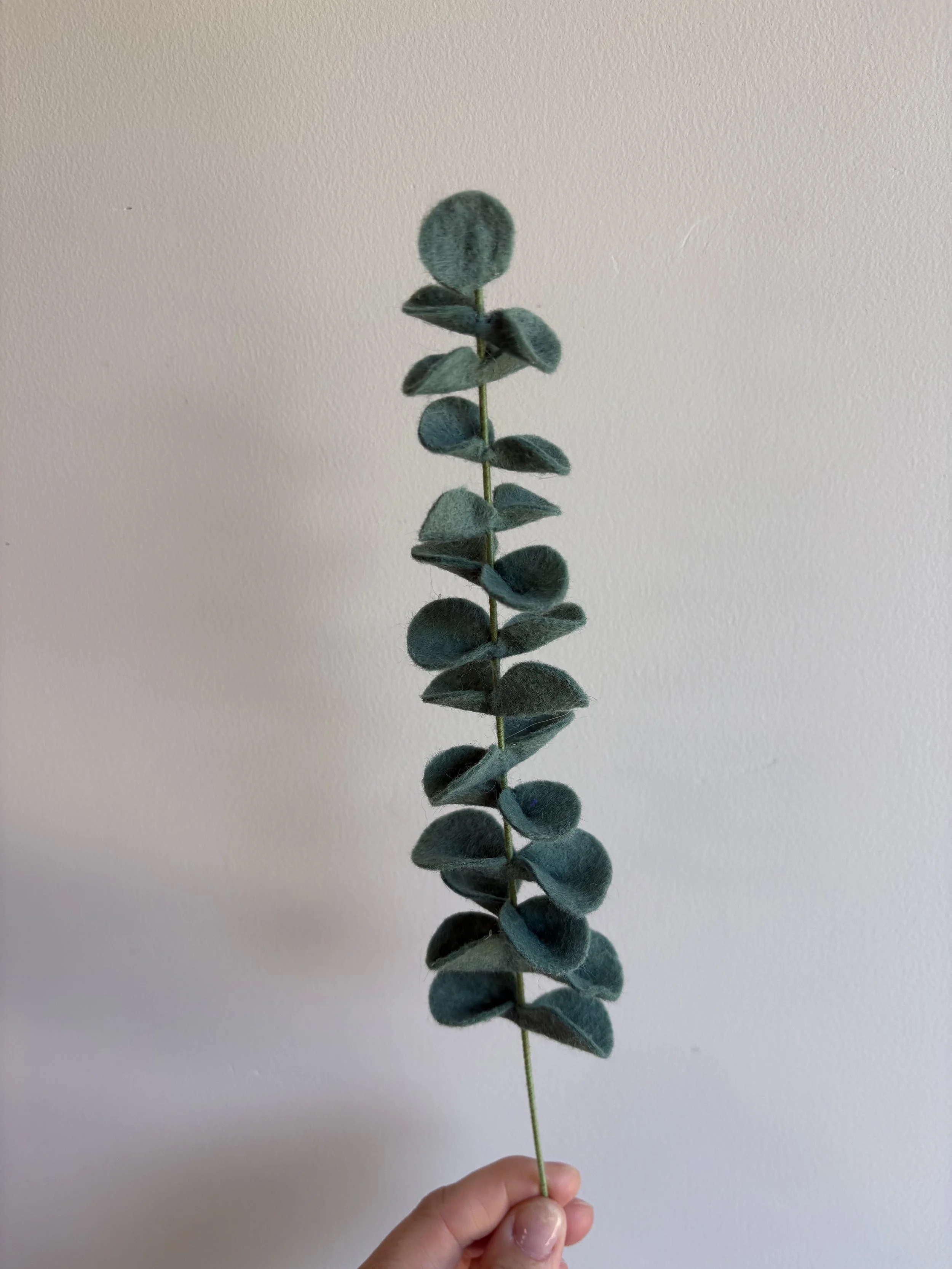 Eucalyptus 2.jpeg