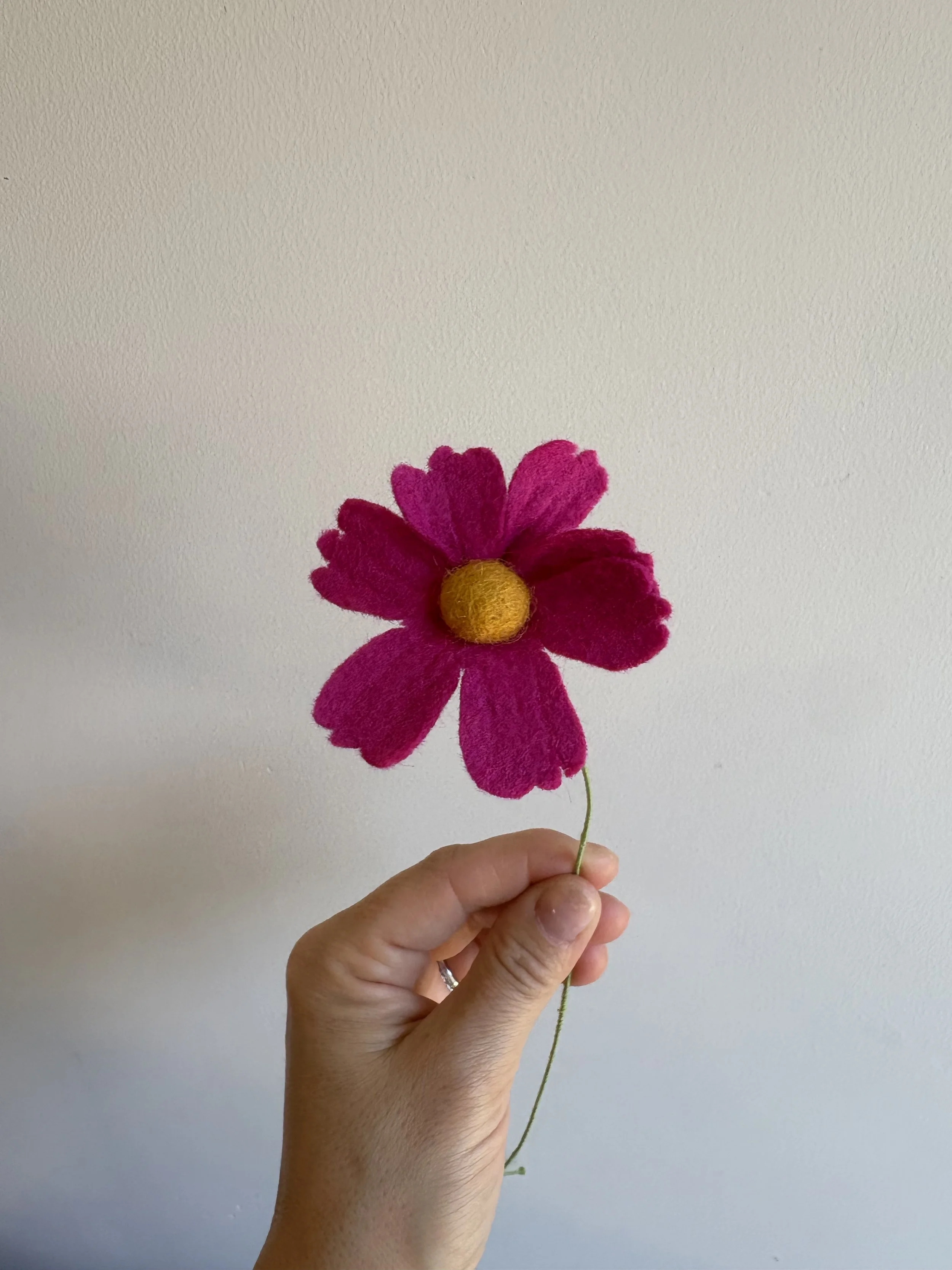 Cosmos fuchsia 2.jpeg