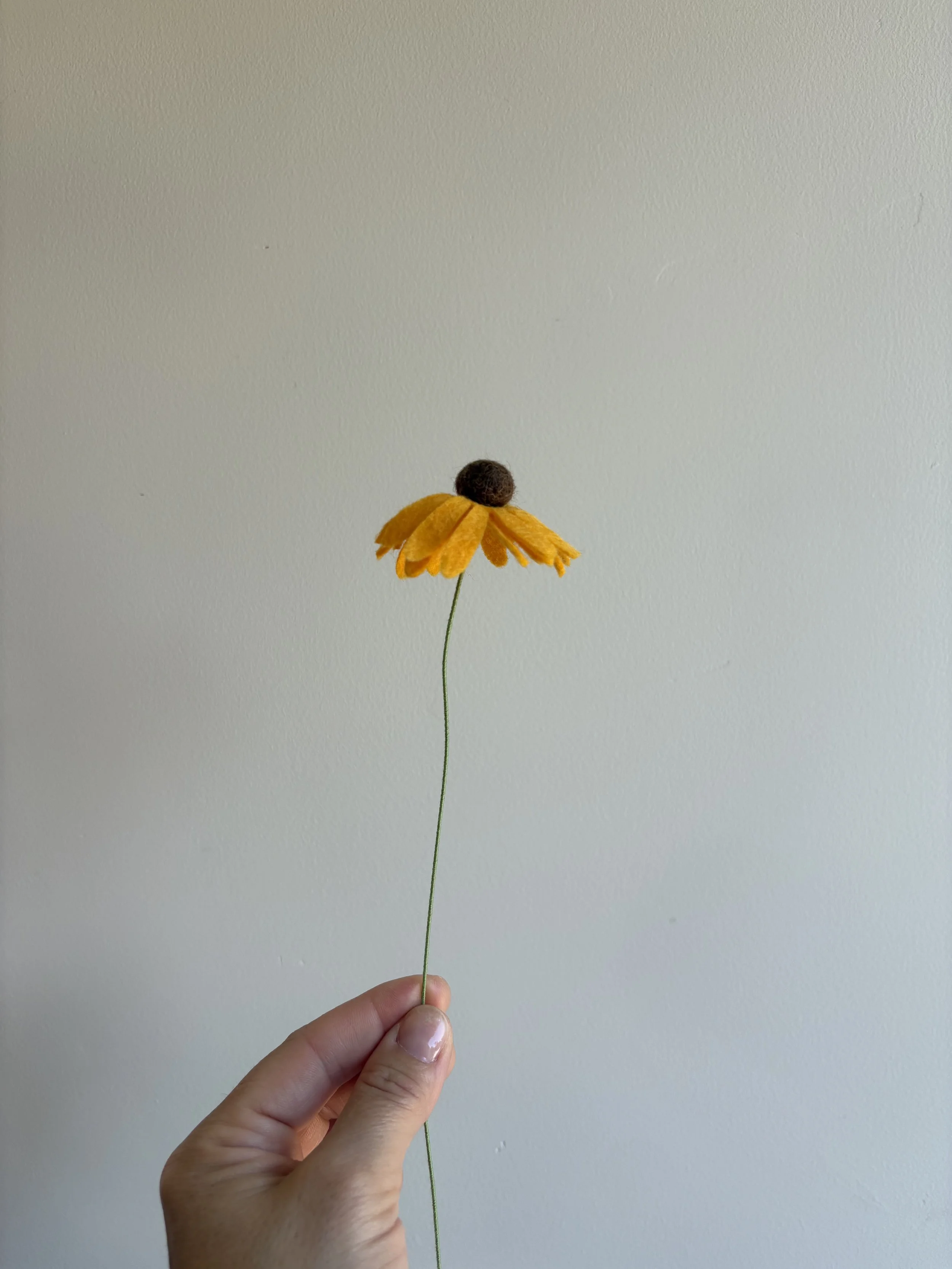 Black-eyed Susan