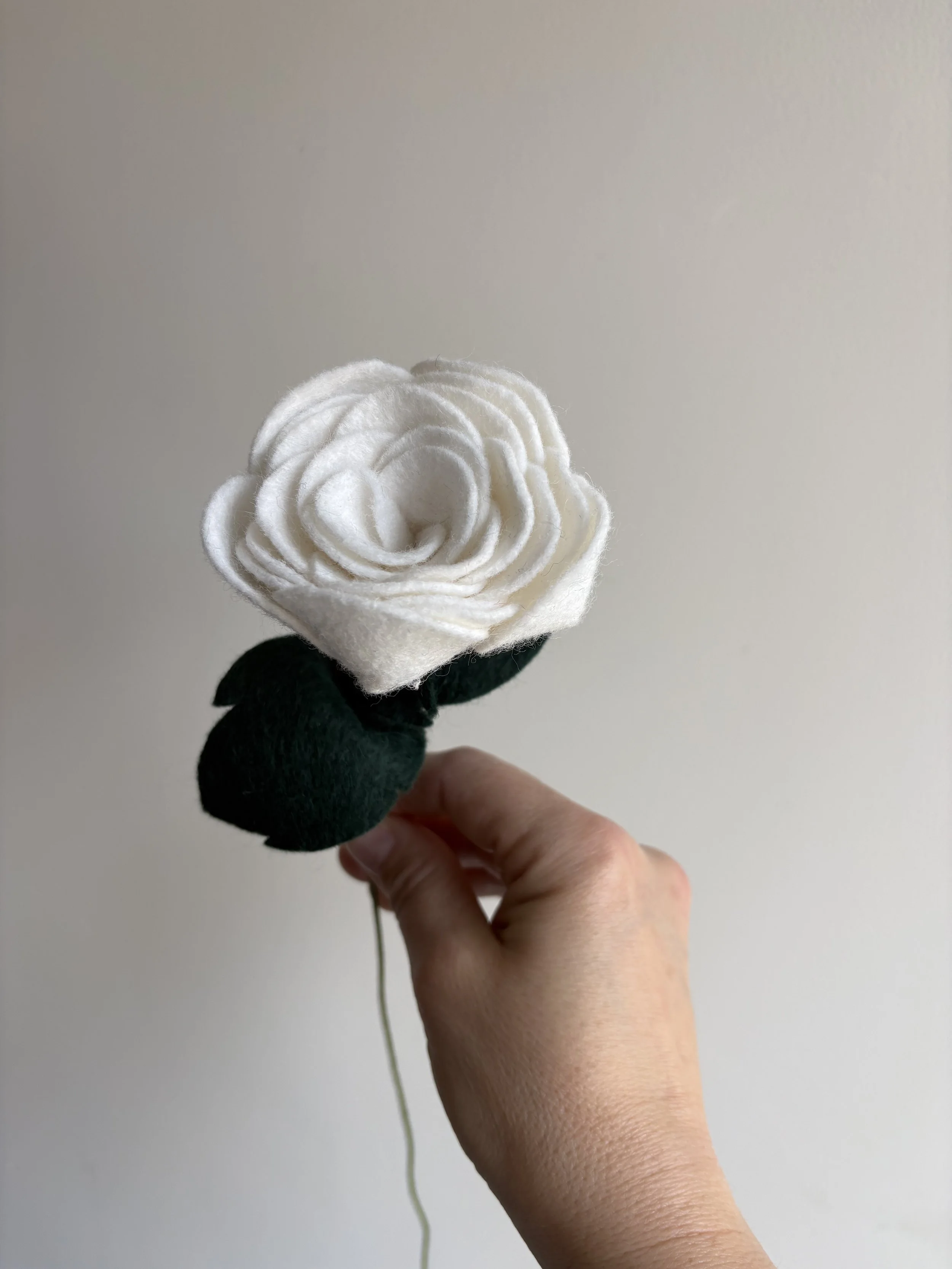 Rose in White