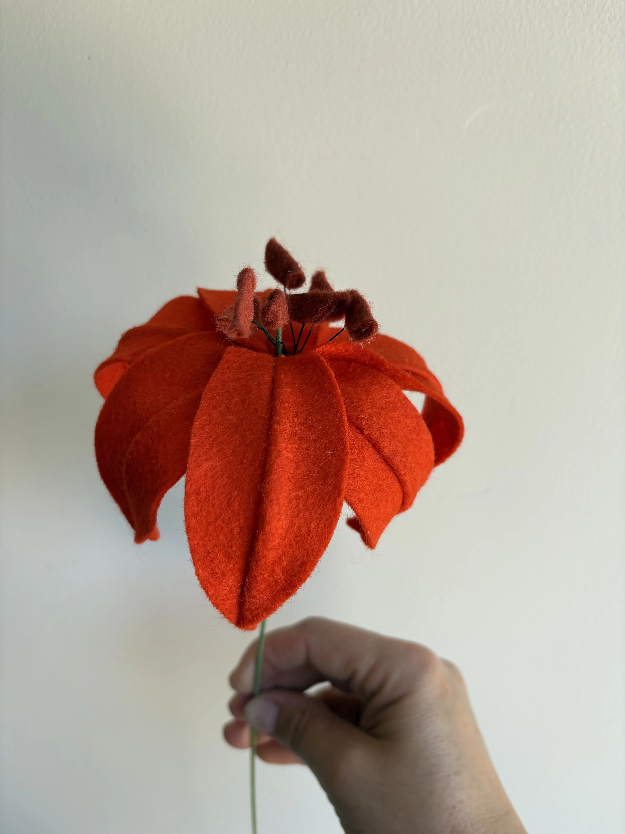 Lily in dark orange 2.jpeg