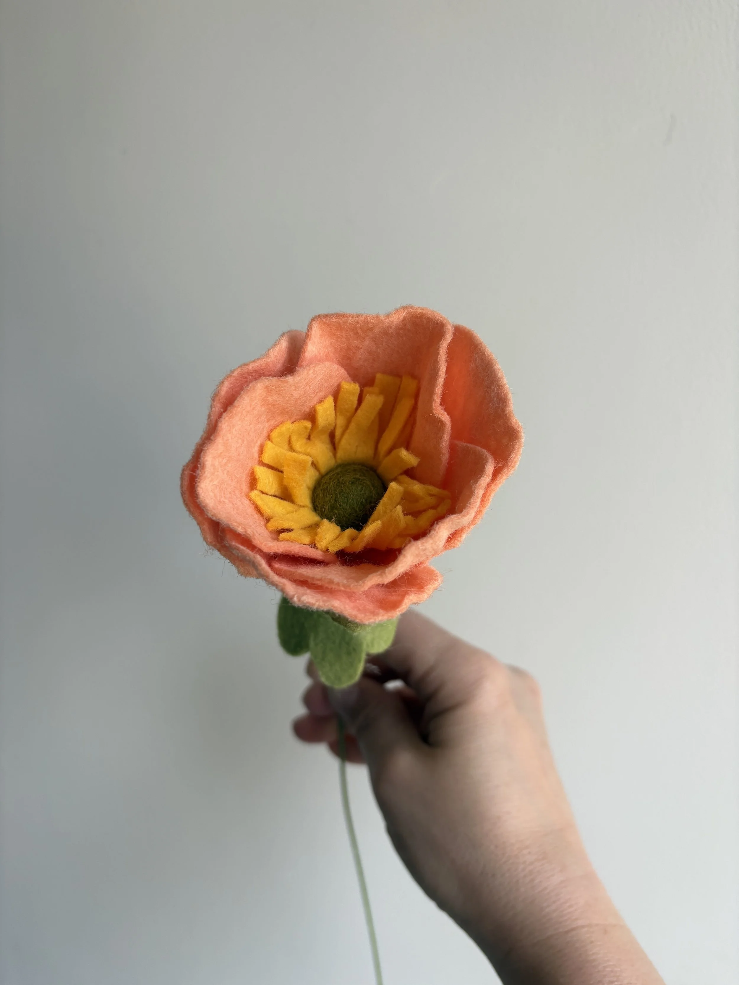 Icelandic Poppy in Guava
