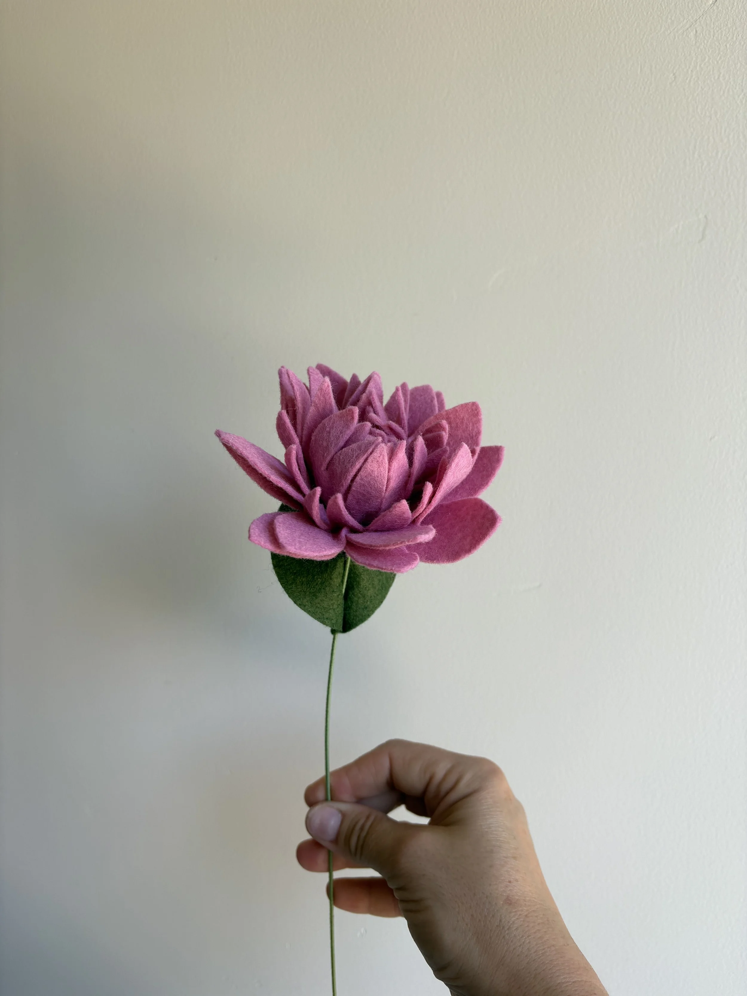 Dahlia in Floxglove