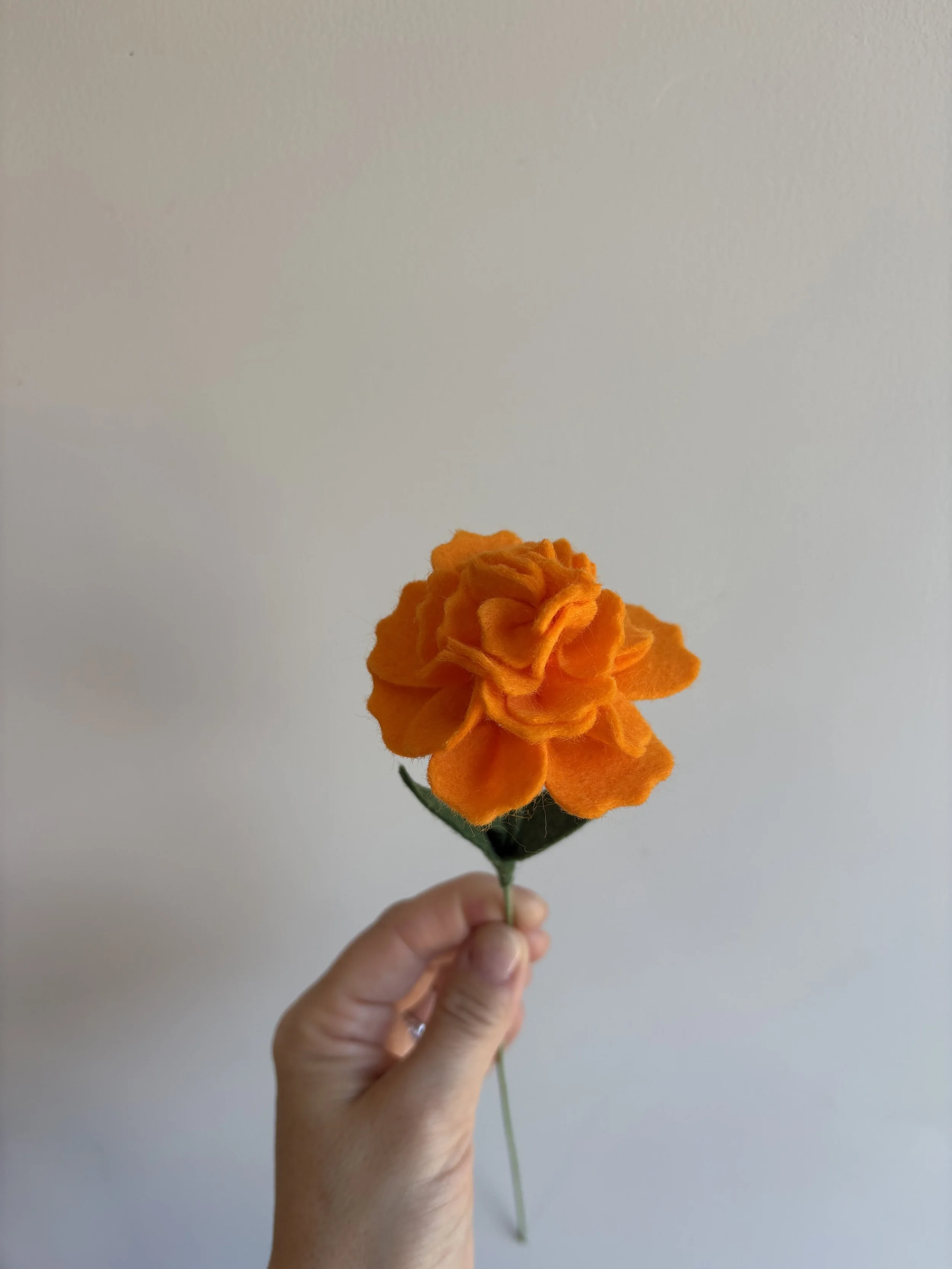 Marigold sunrise 2.jpeg