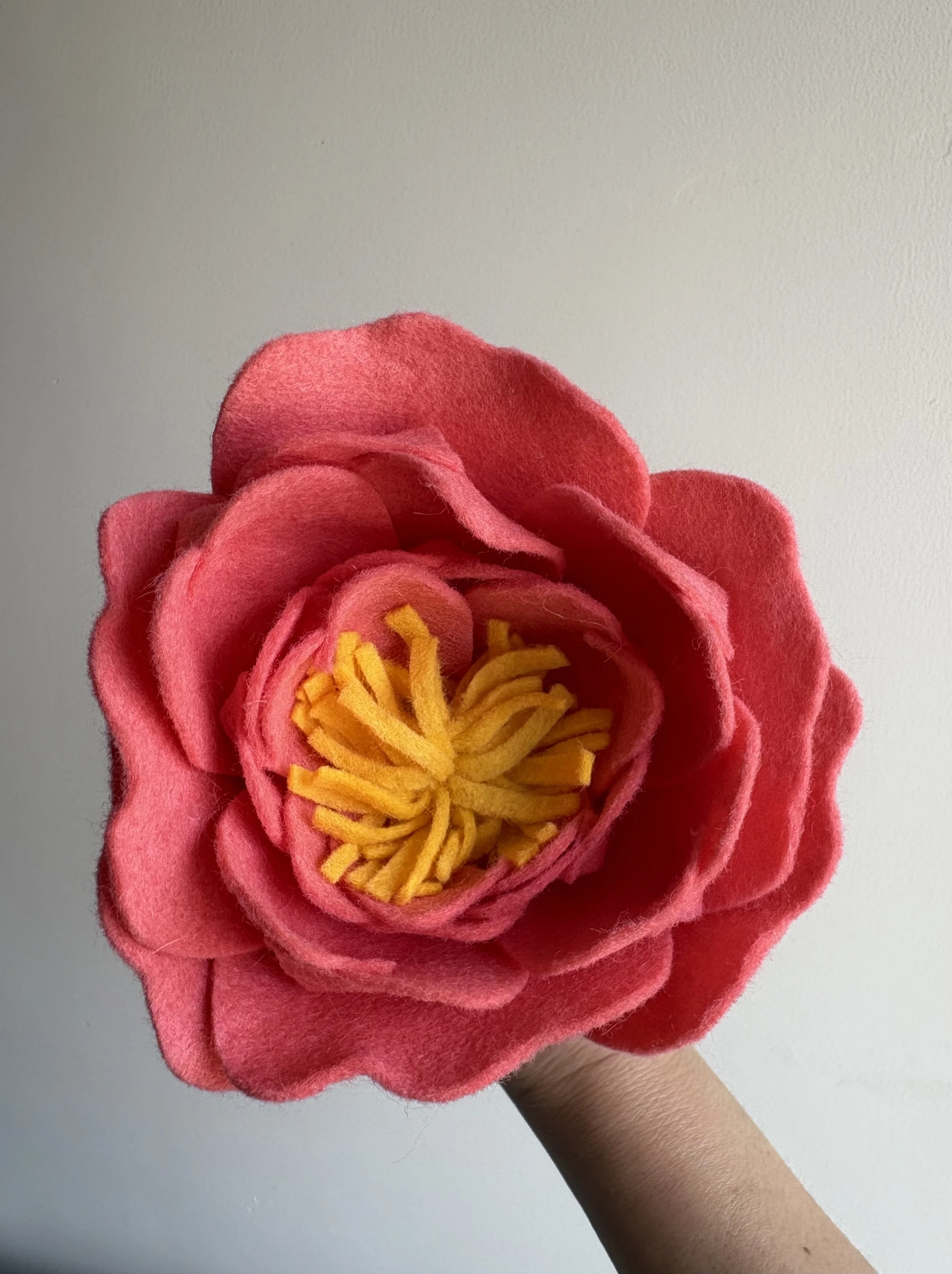 Peony in Coral