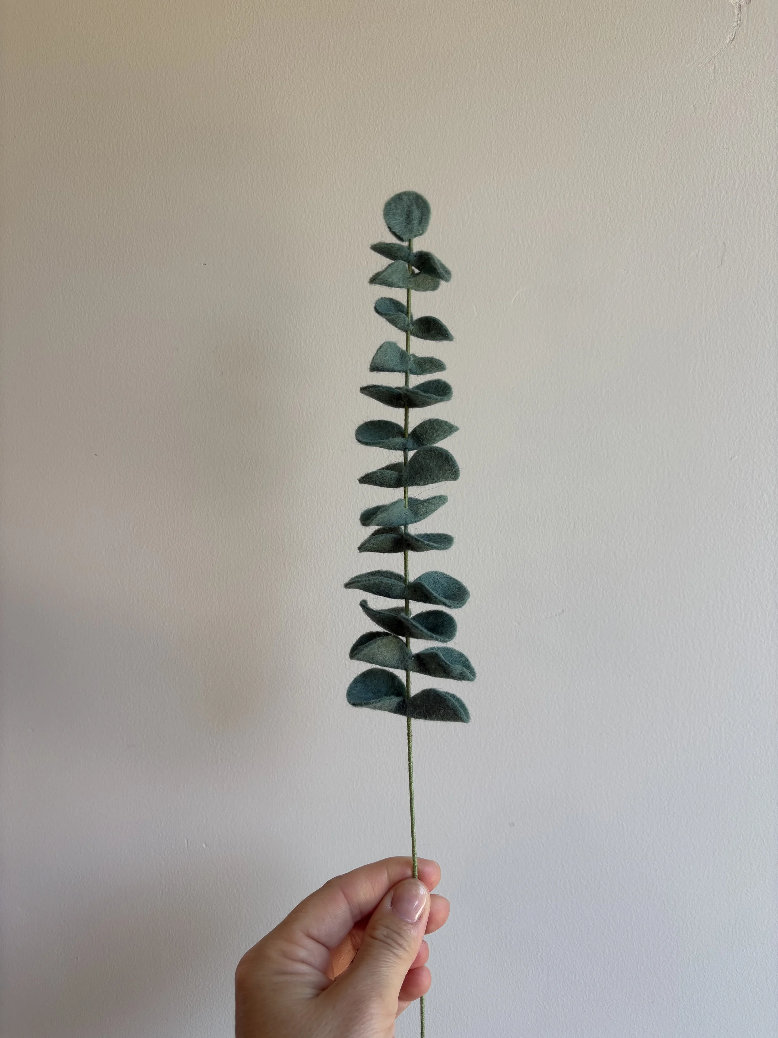 Eucalyptus