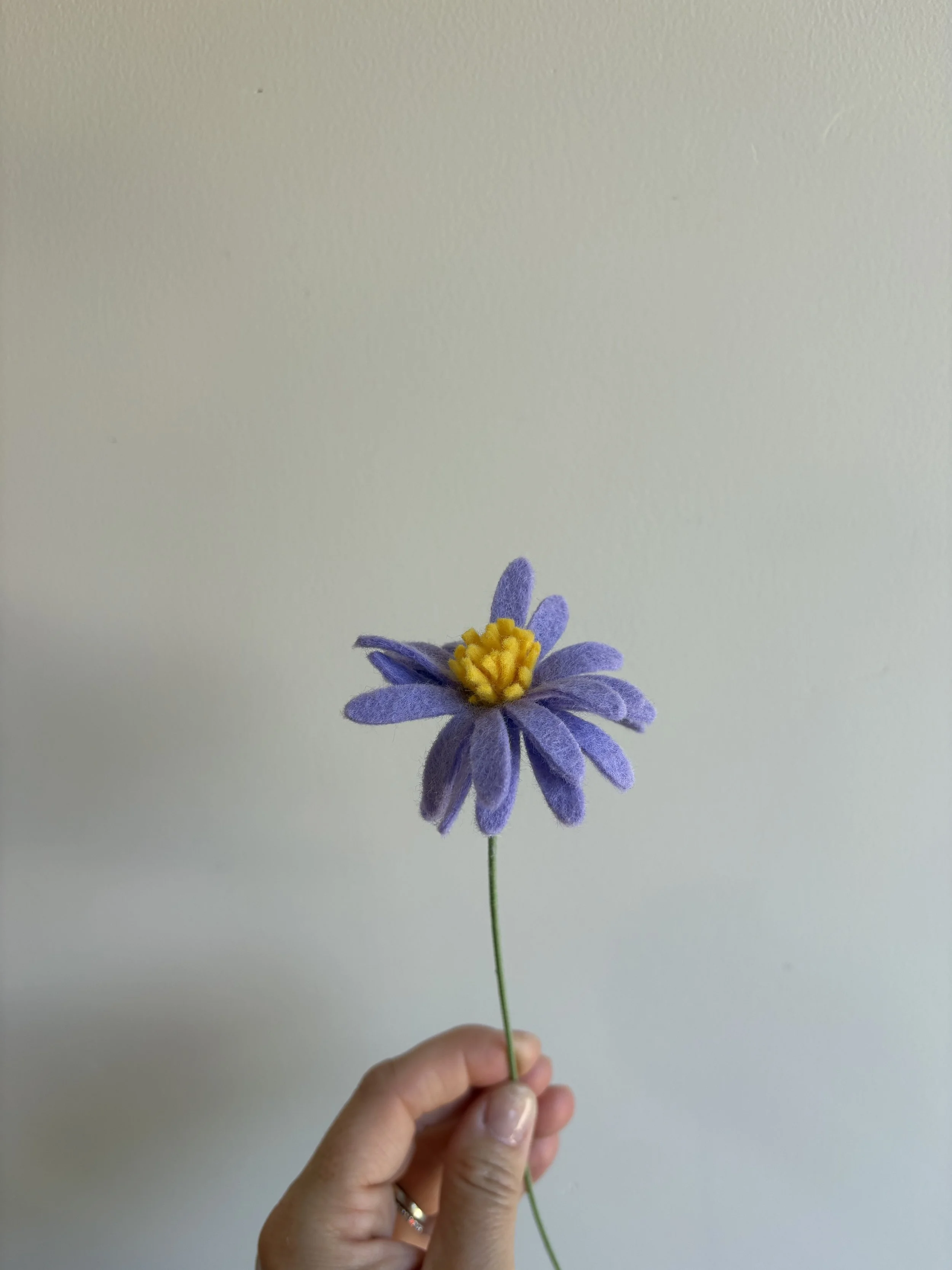 Aster 2.jpeg