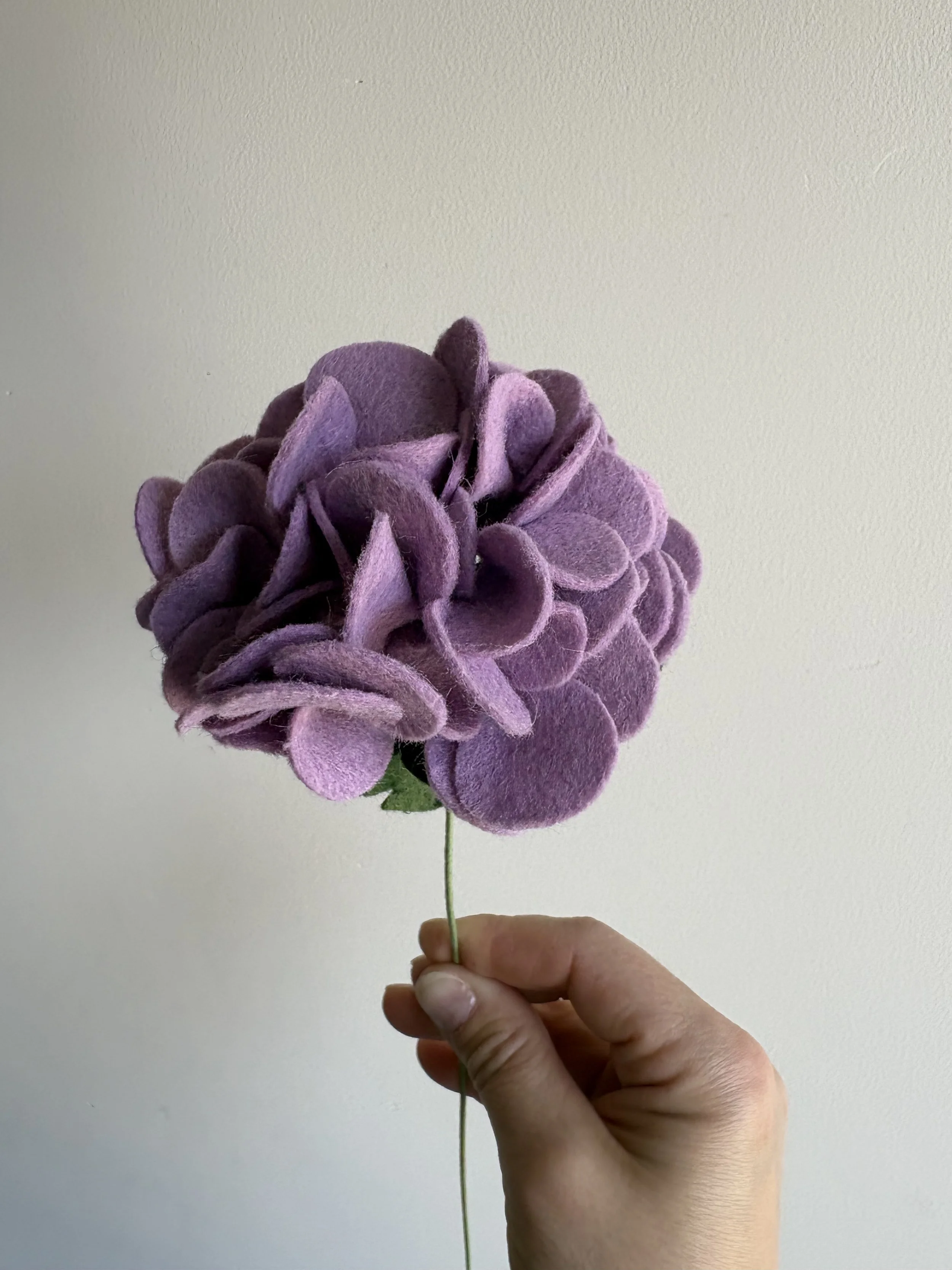Hydrangea in Lilac
