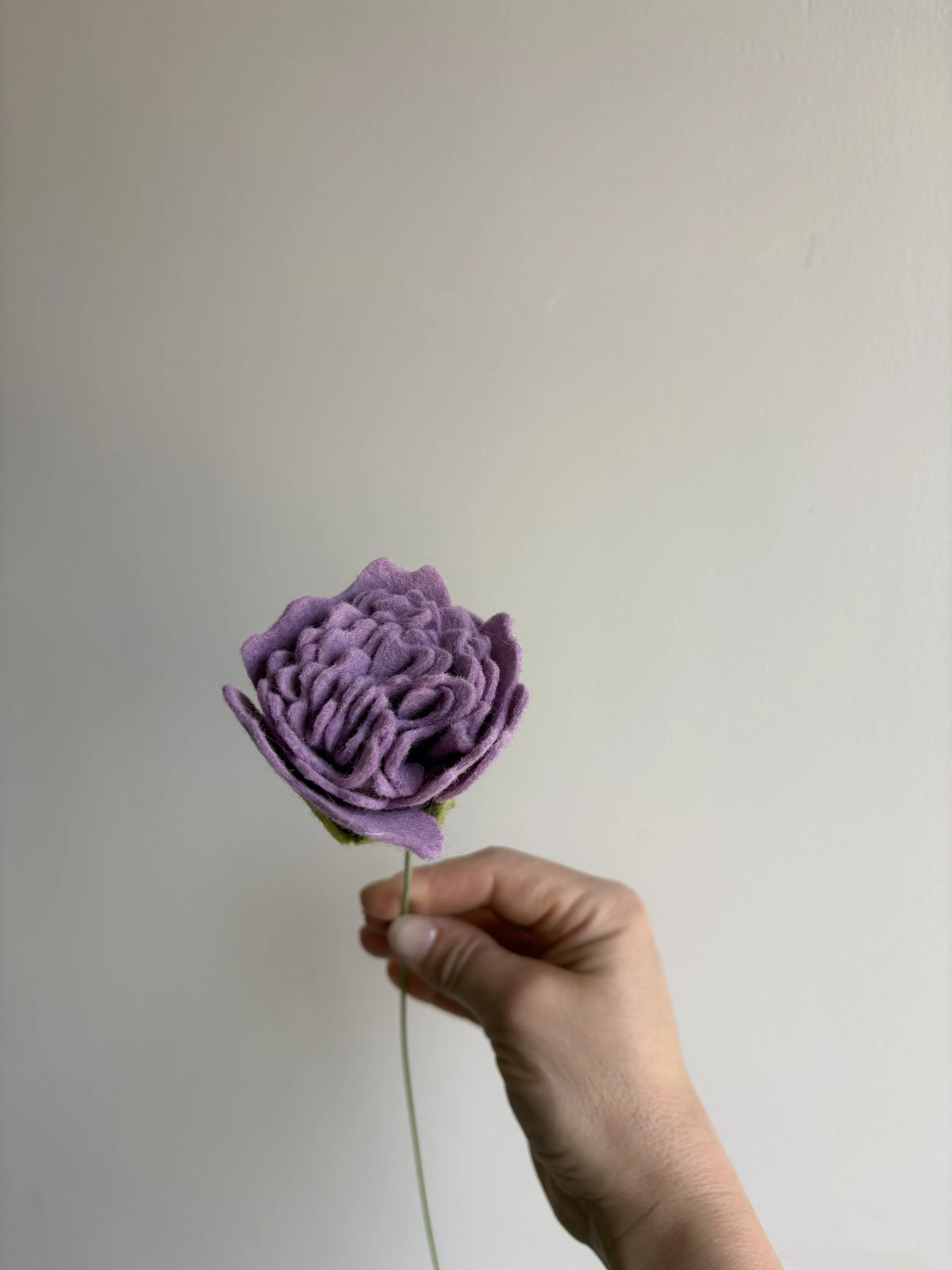 Carnation in Lilac