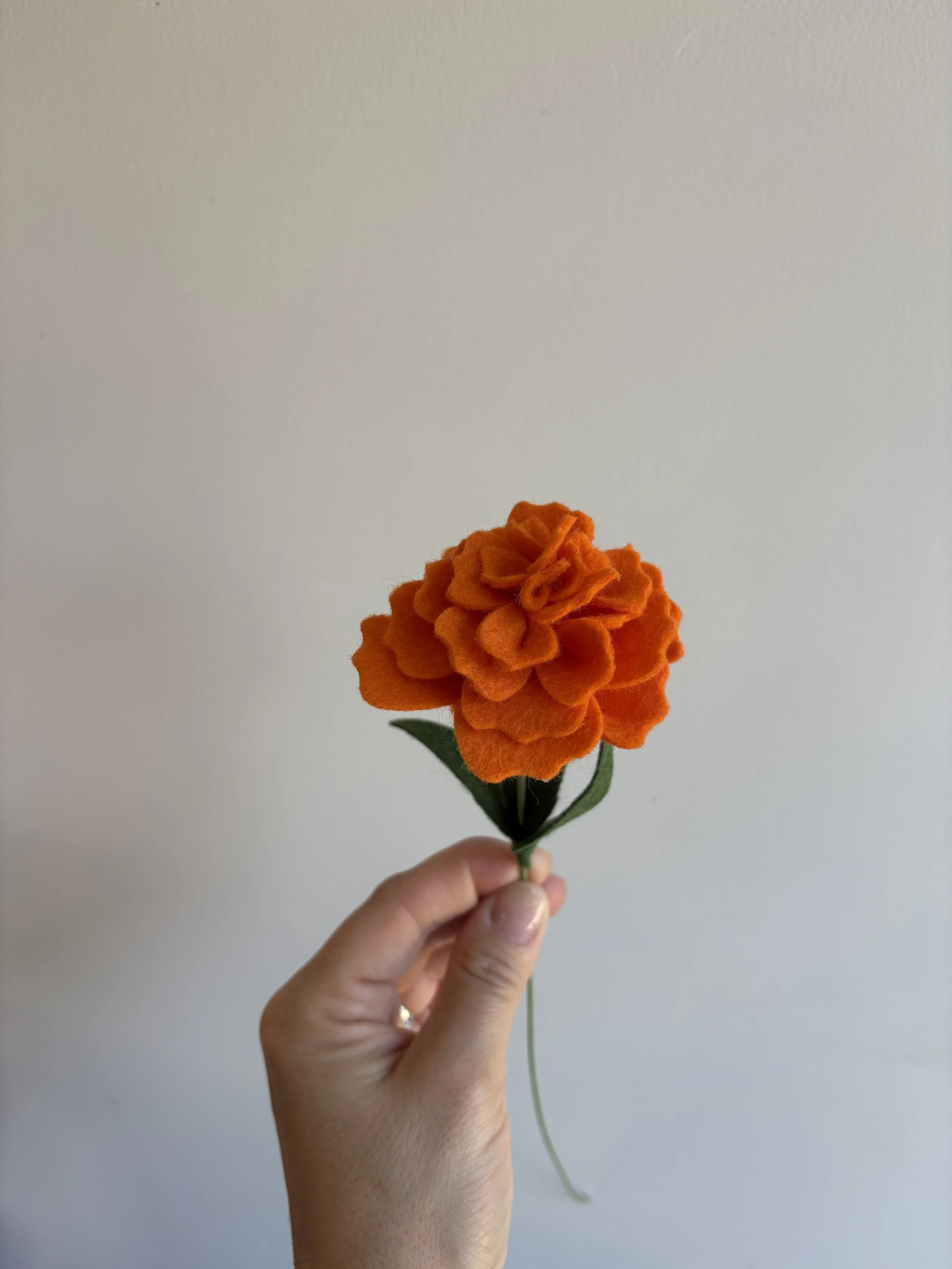 Marigold Sunset 2.jpeg