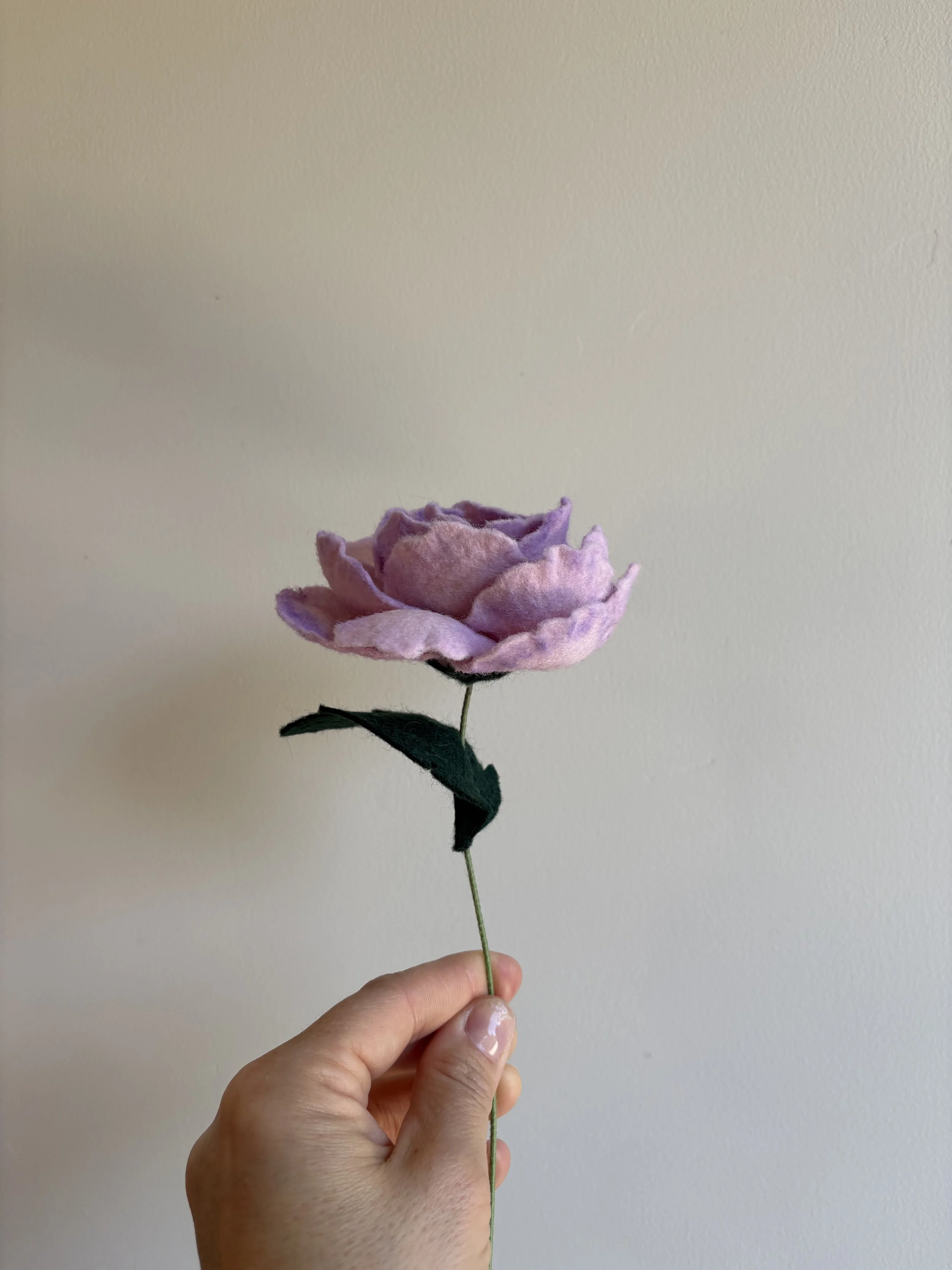 Rose in Frost