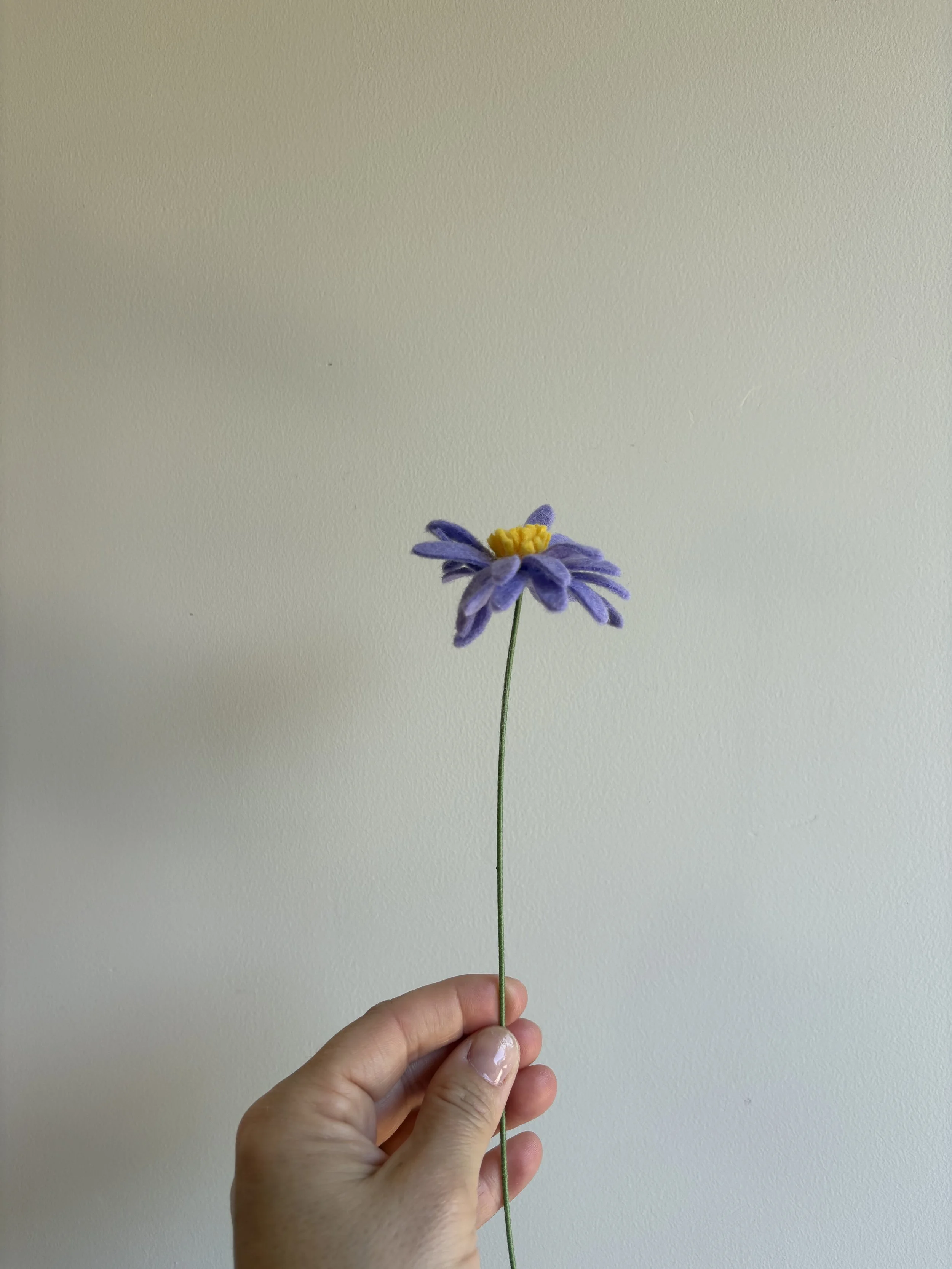 Aster