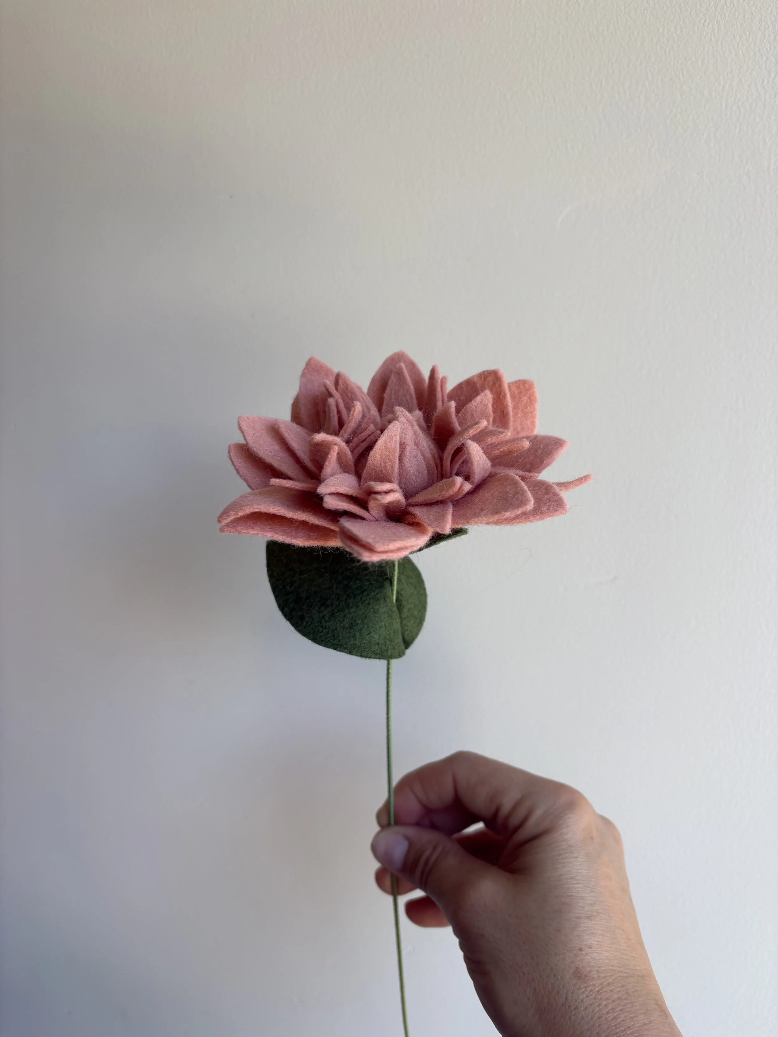 Dahlia in Blush