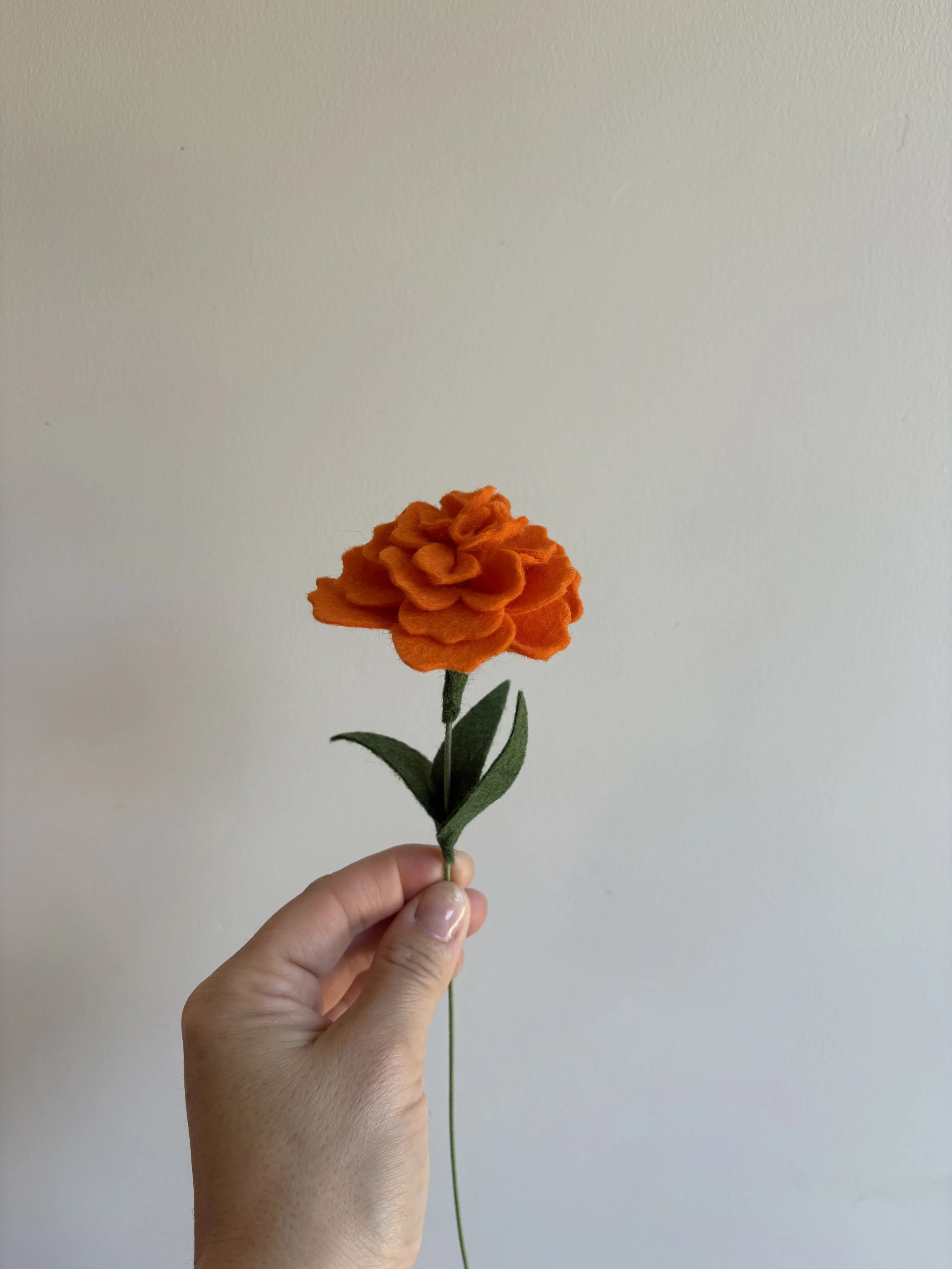 Marigold in Sunset