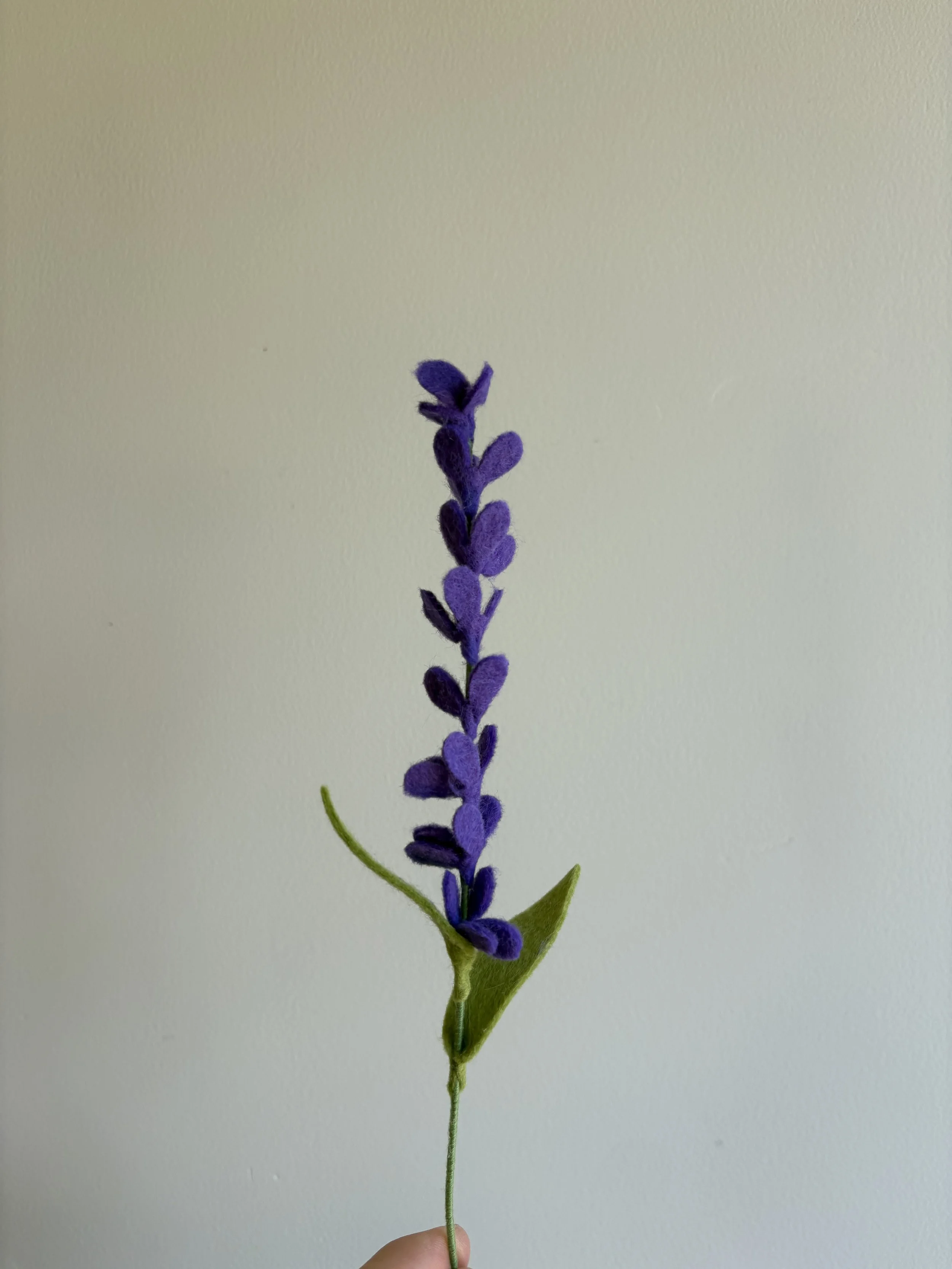 Lavender 2.jpeg