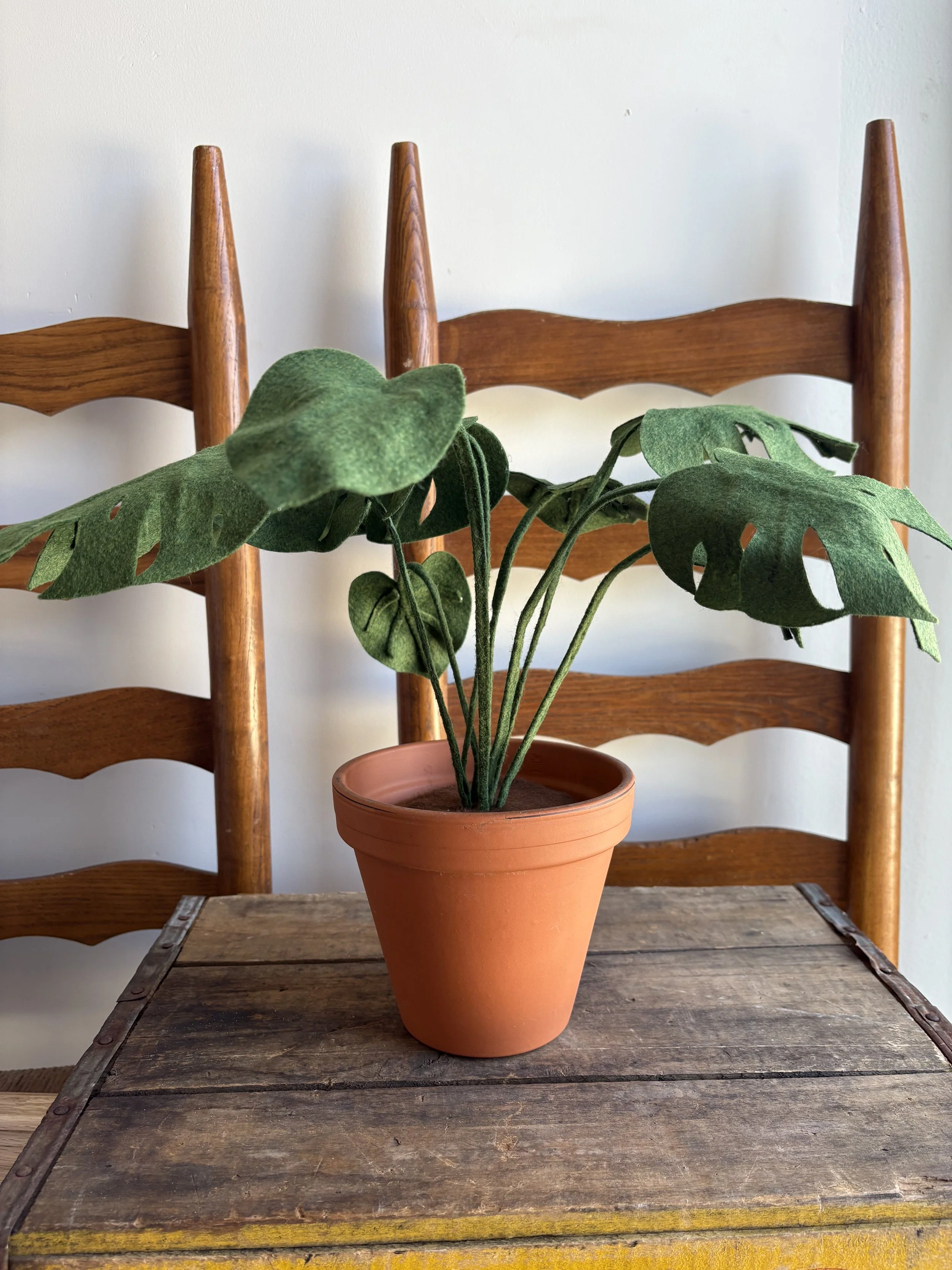 Monstera