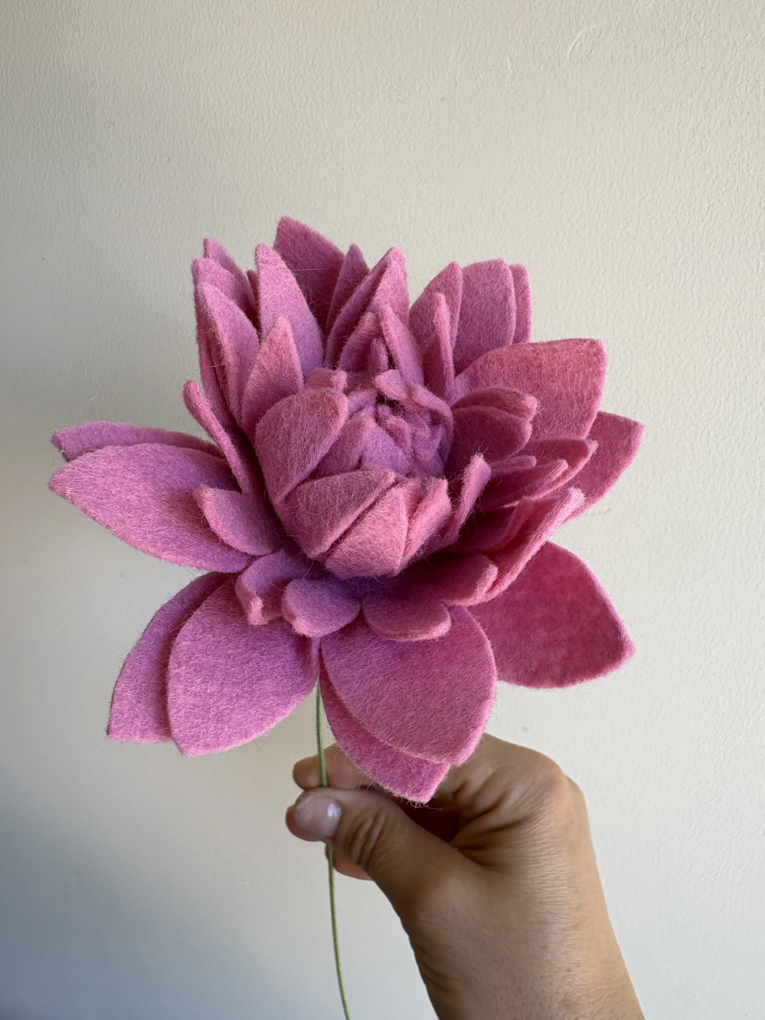 Dahlia in foxglove 2.jpeg