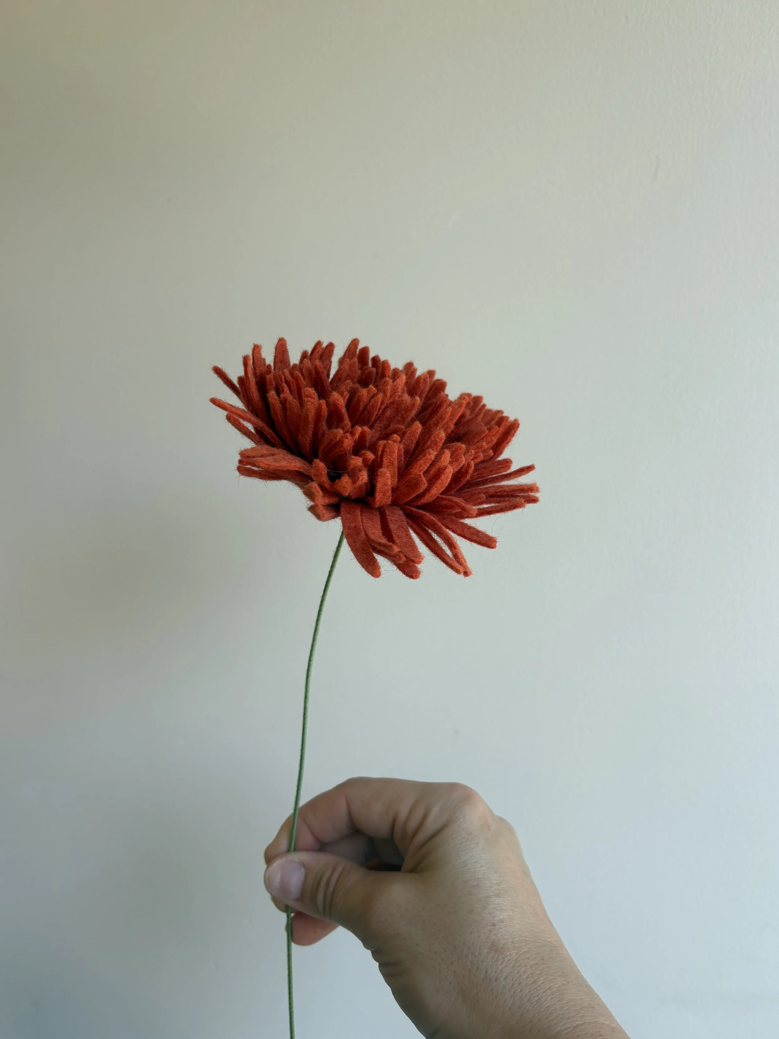 Football Chrisanthemum in Teracotta