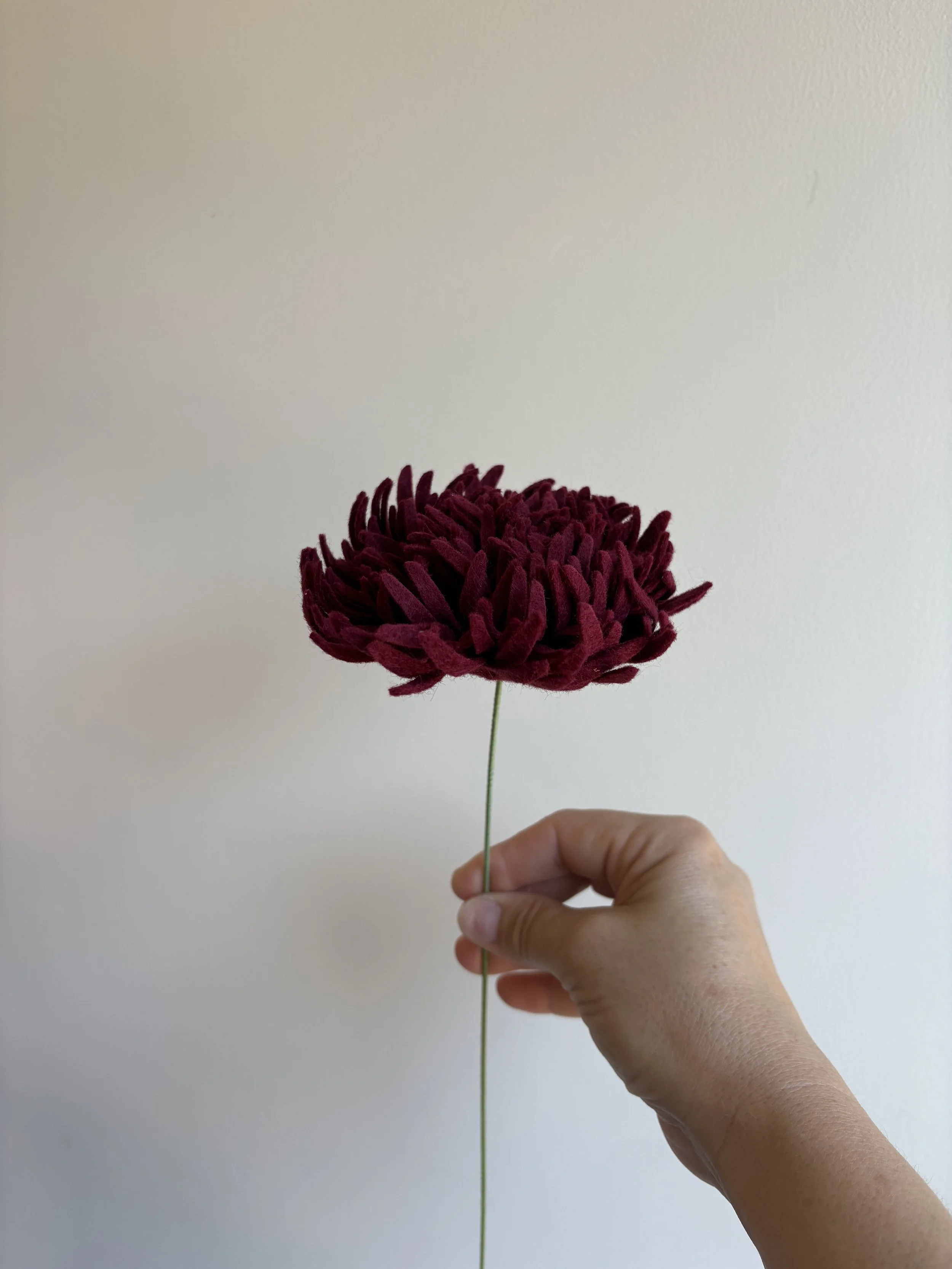 Football Chrisanthemum in Garnet