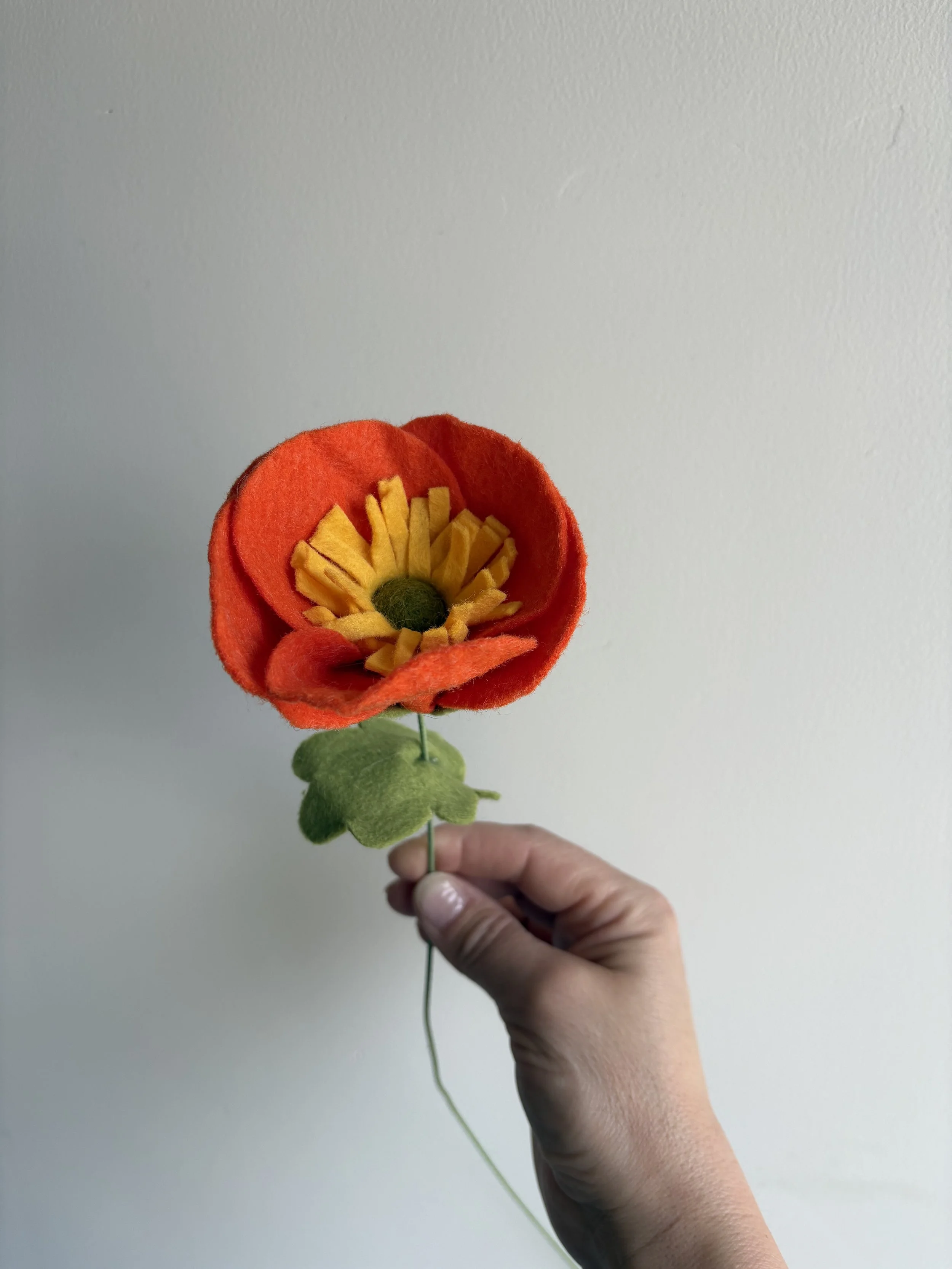 Icelandic Poppy in Marigold