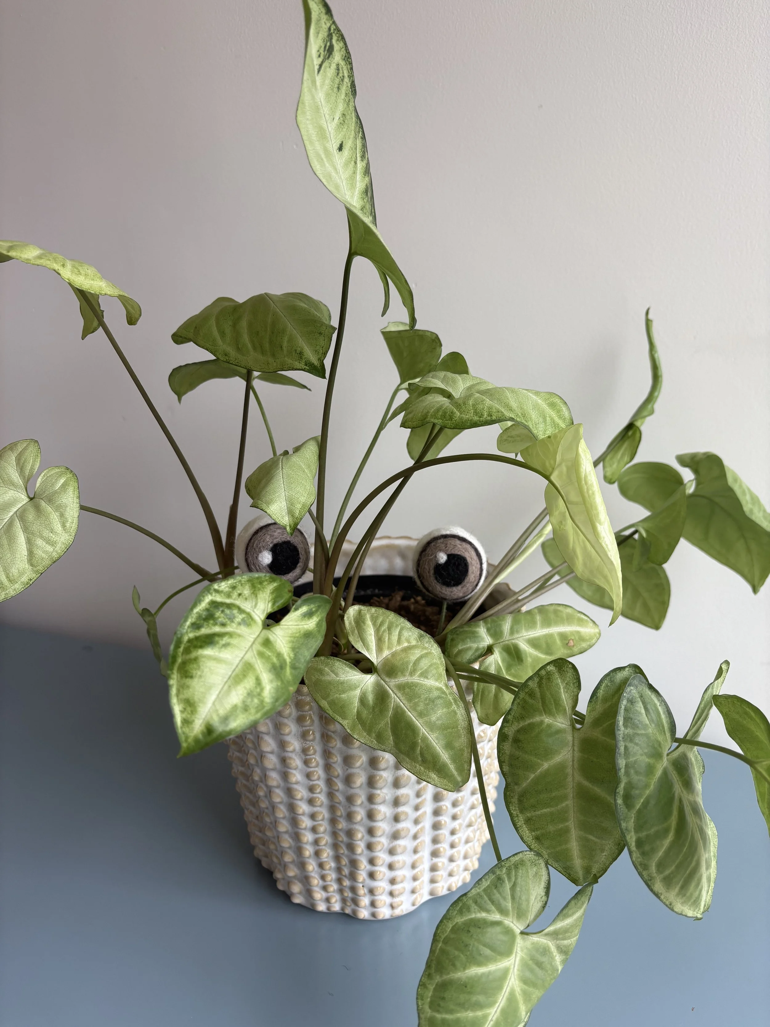 gray plant eyes 1.jpeg
