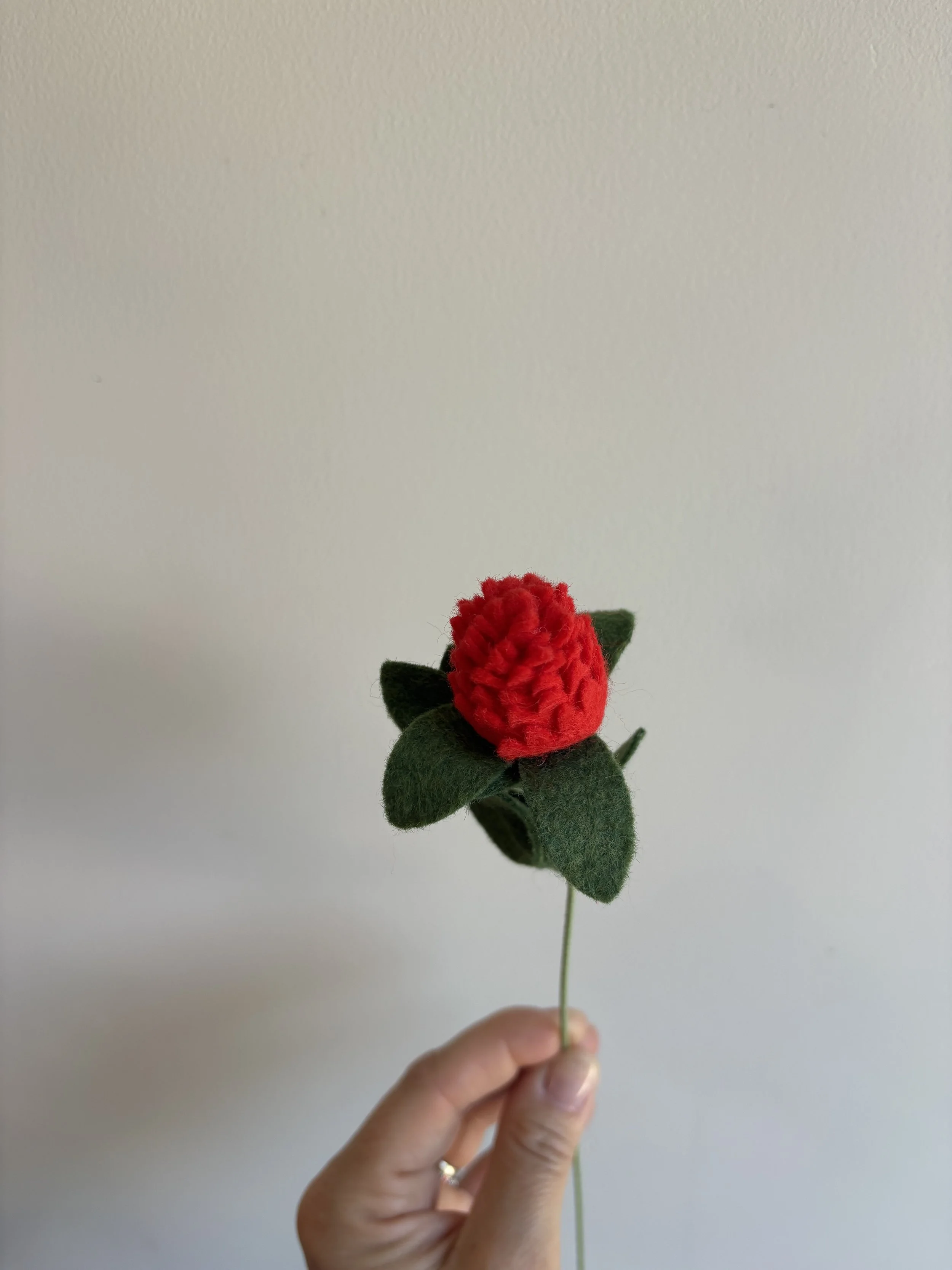 Globe amaranth 2.jpeg