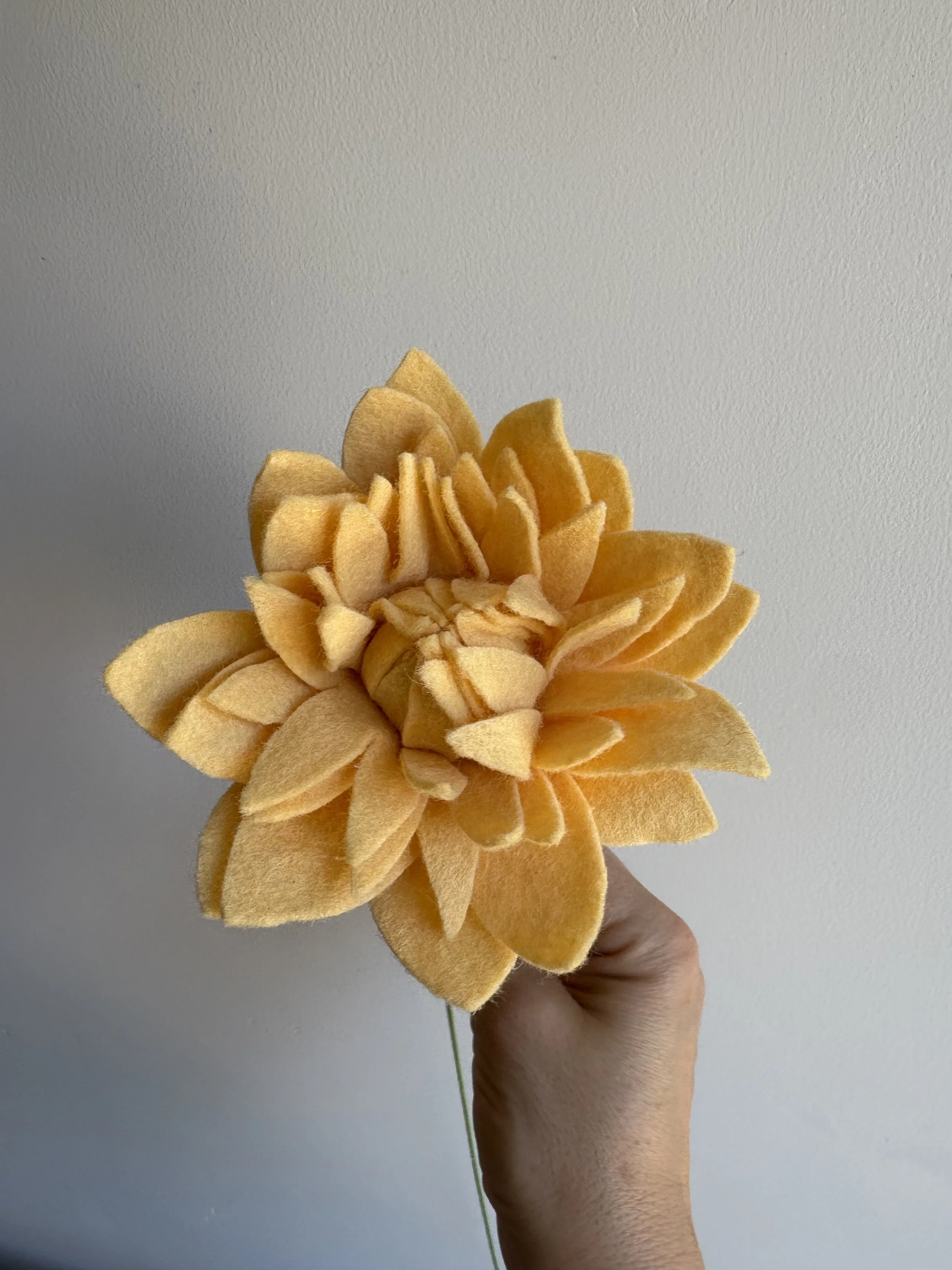 Dahlia in Maize 2.jpeg