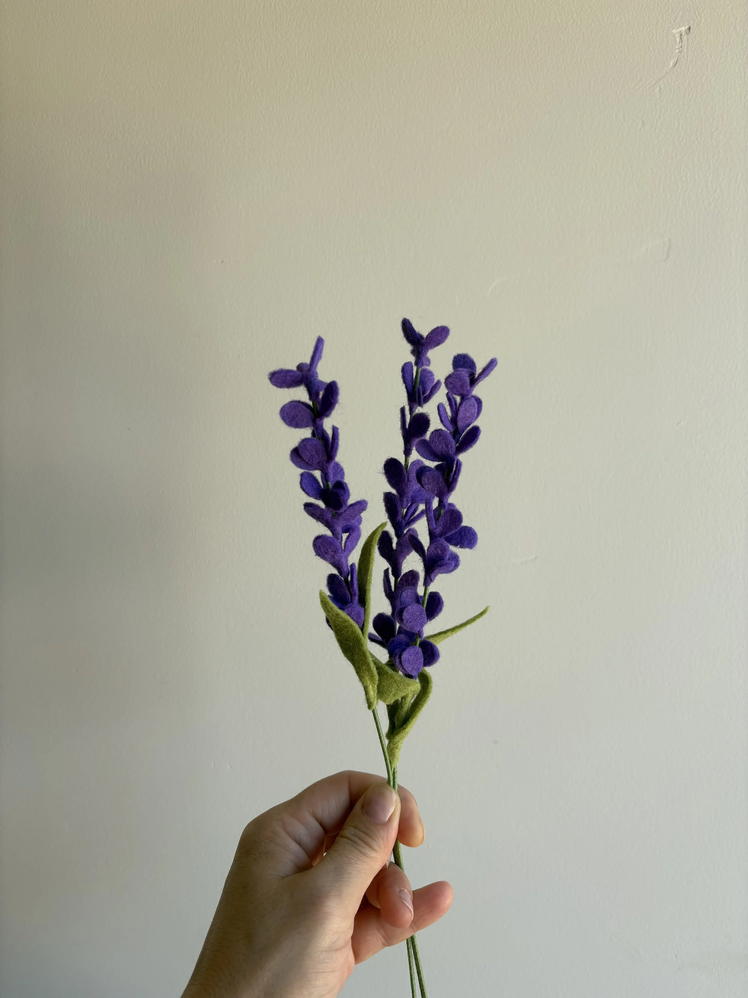 Lavender