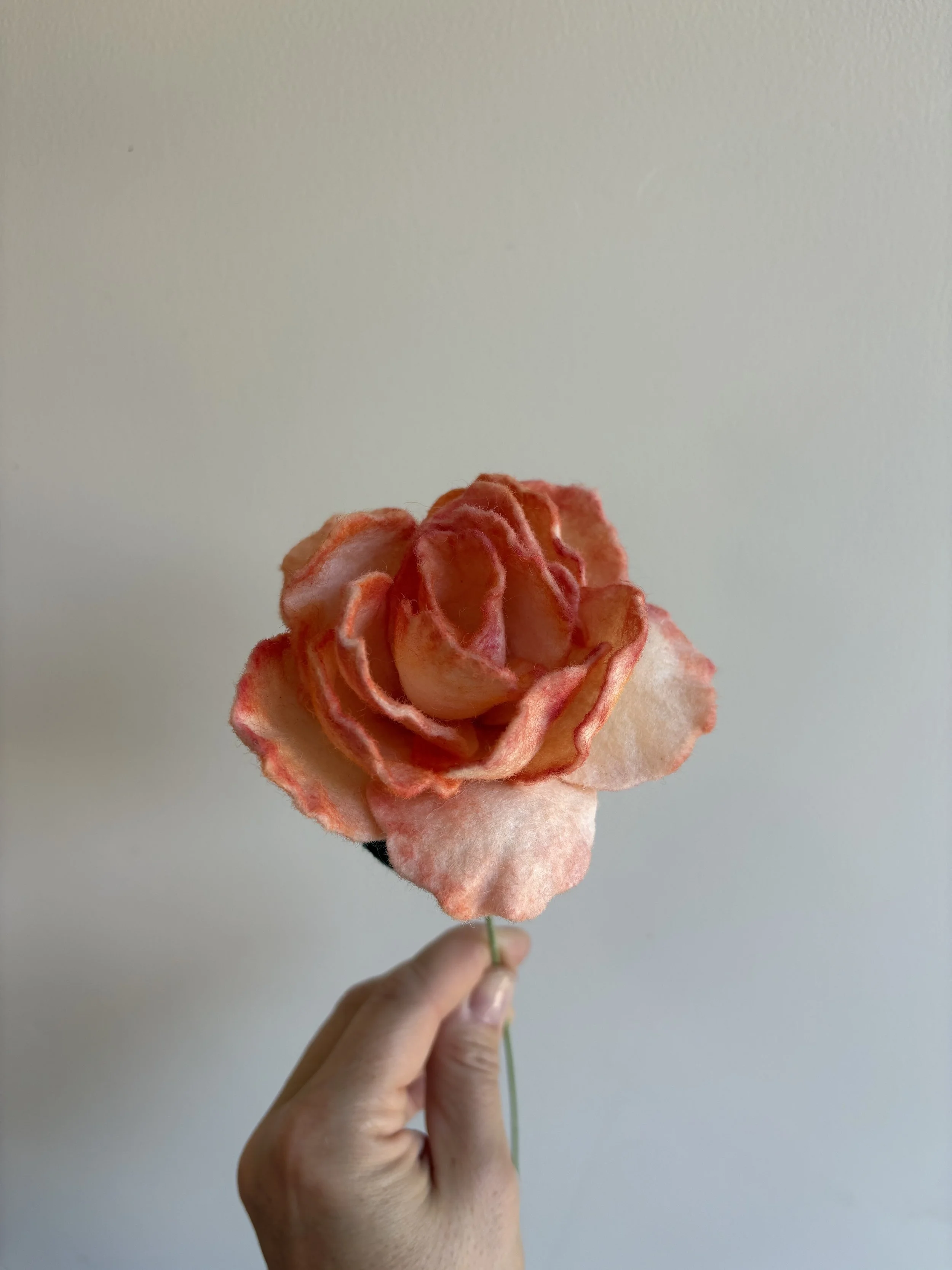 rose peach 2.jpeg