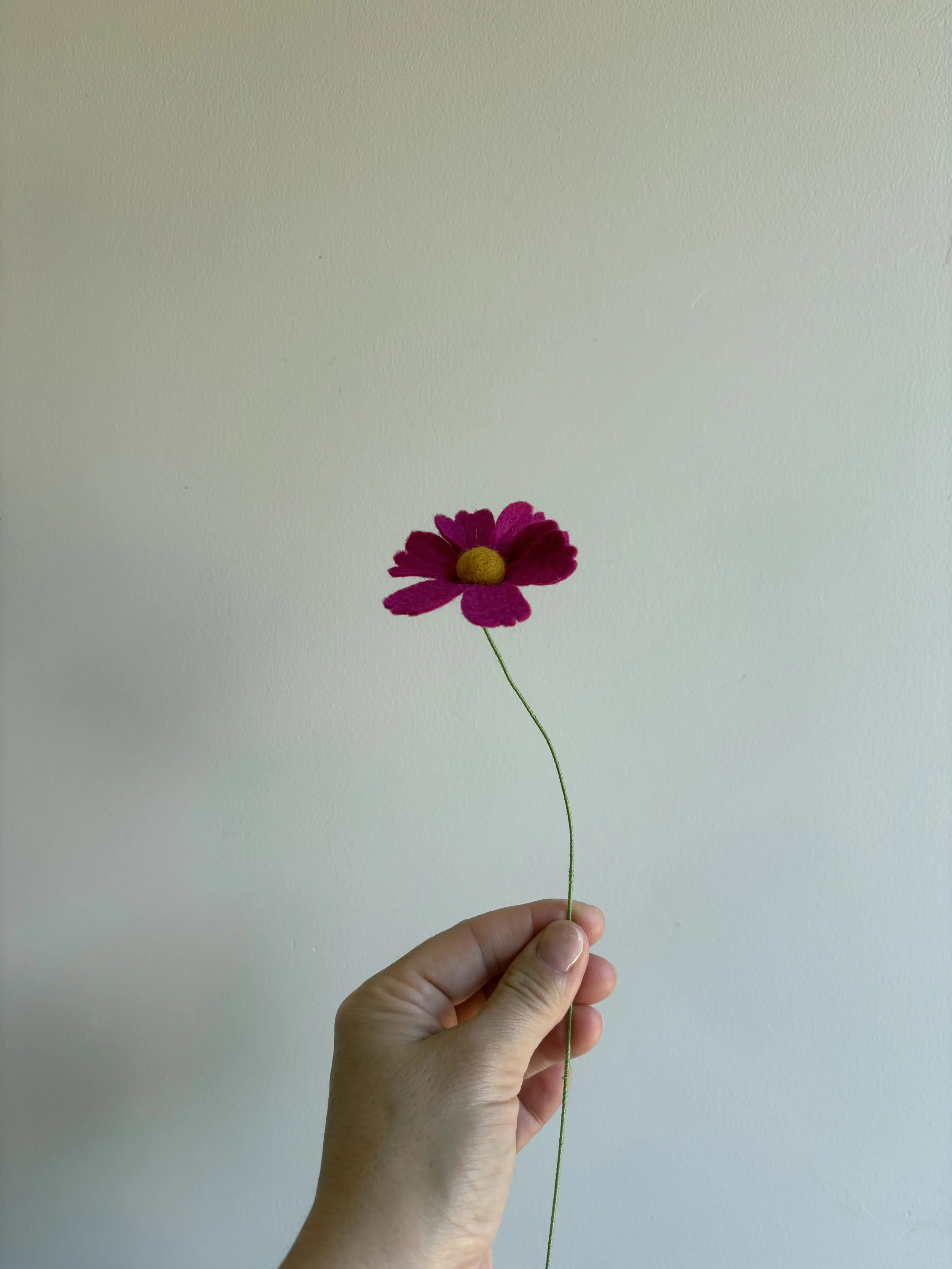 Cosmos in Fuchsia
