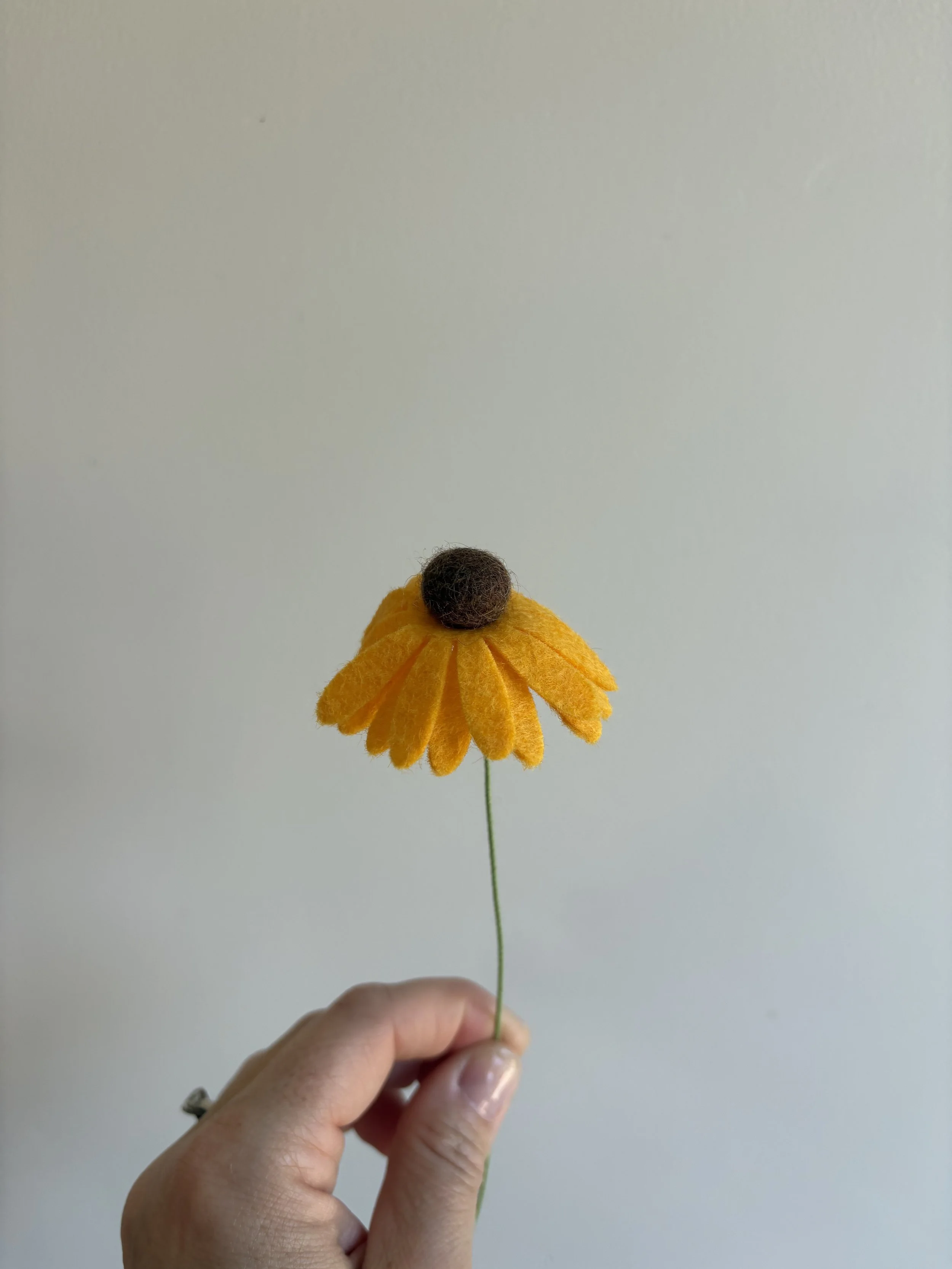 Black eyed susan in sunshine 2.jpeg