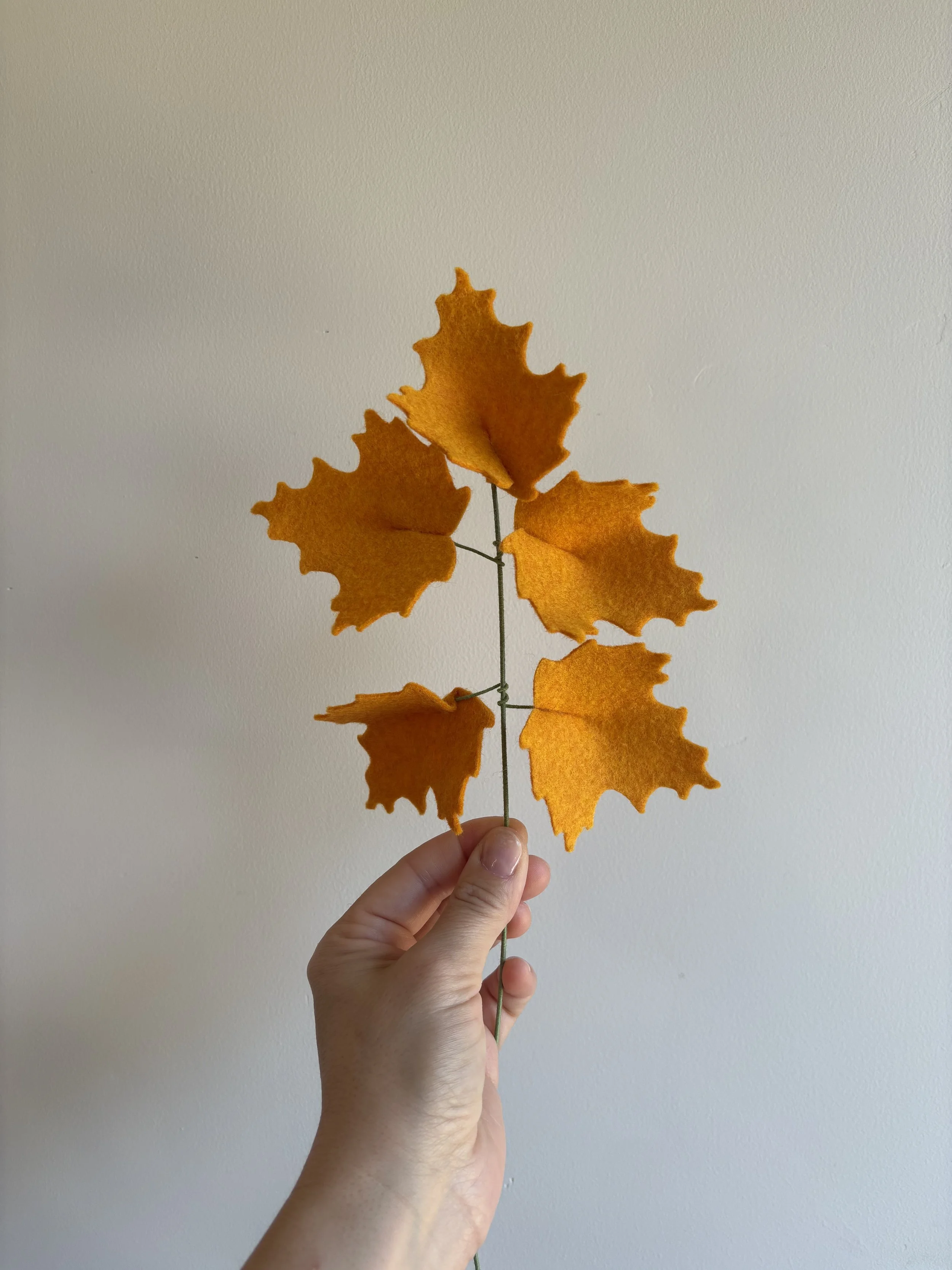 Maple Branch in Squash