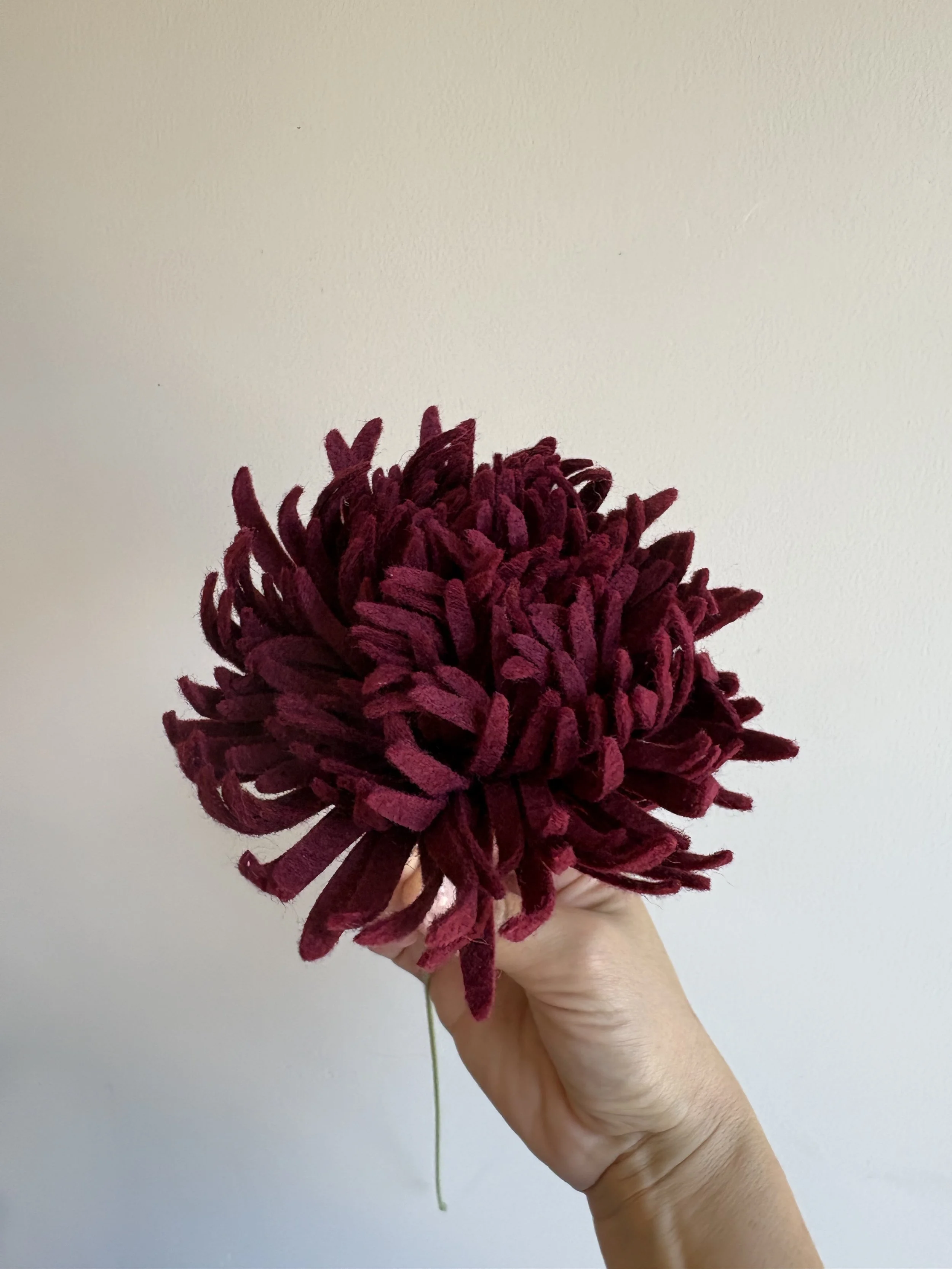 Football Chrisanthemum Garnet 2.jpeg