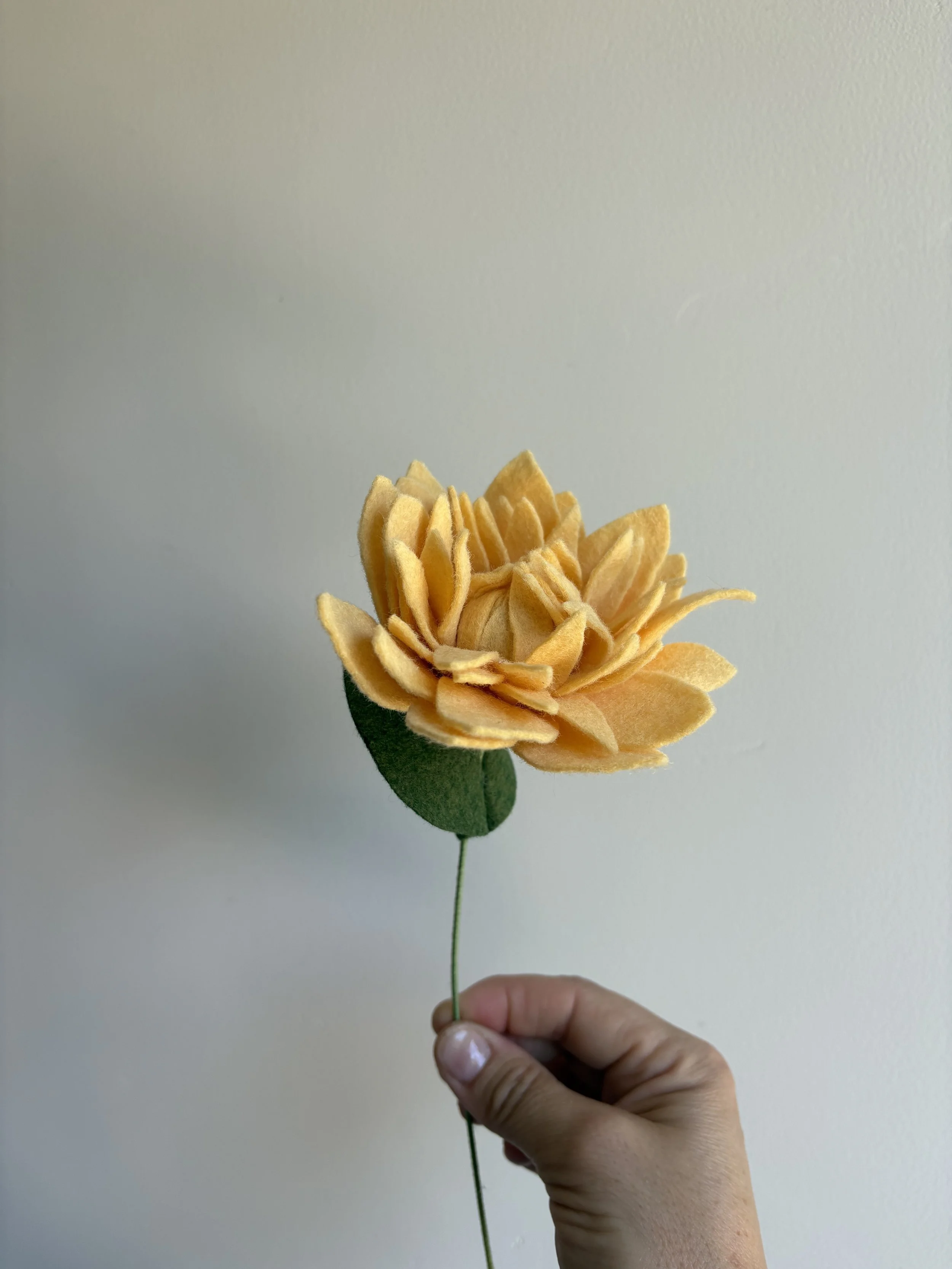 Dahlia in Maize