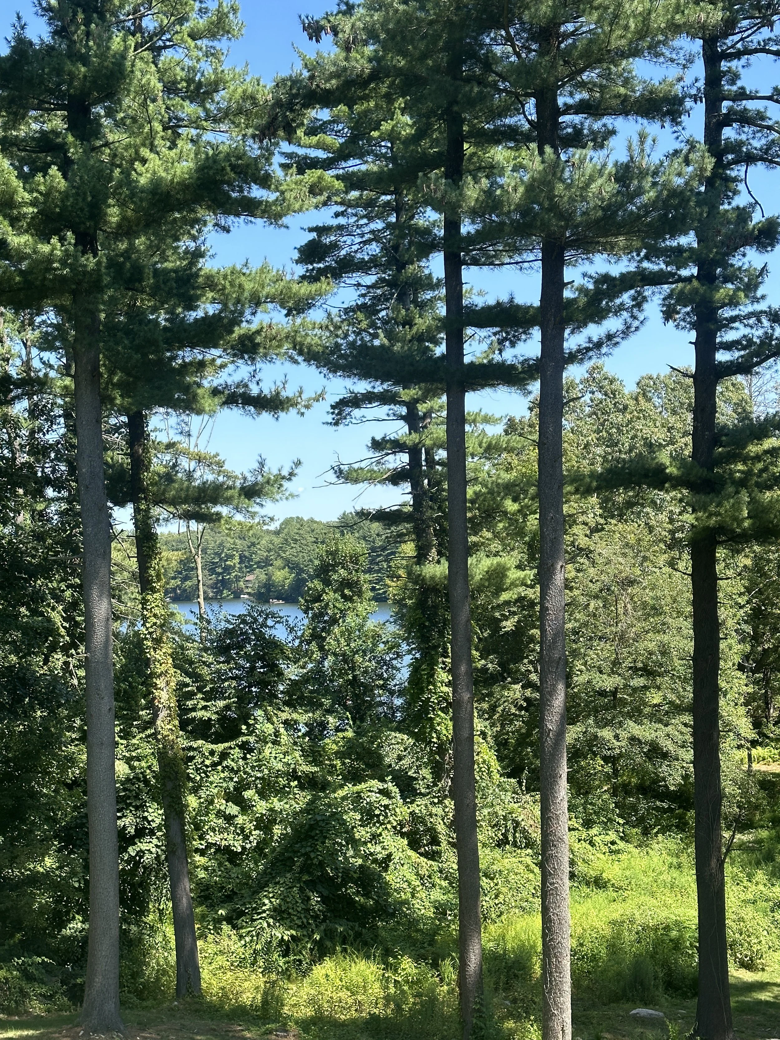 Tall pine trees in a lush green forest under a clear blue sky with a glimpse of water in the background.