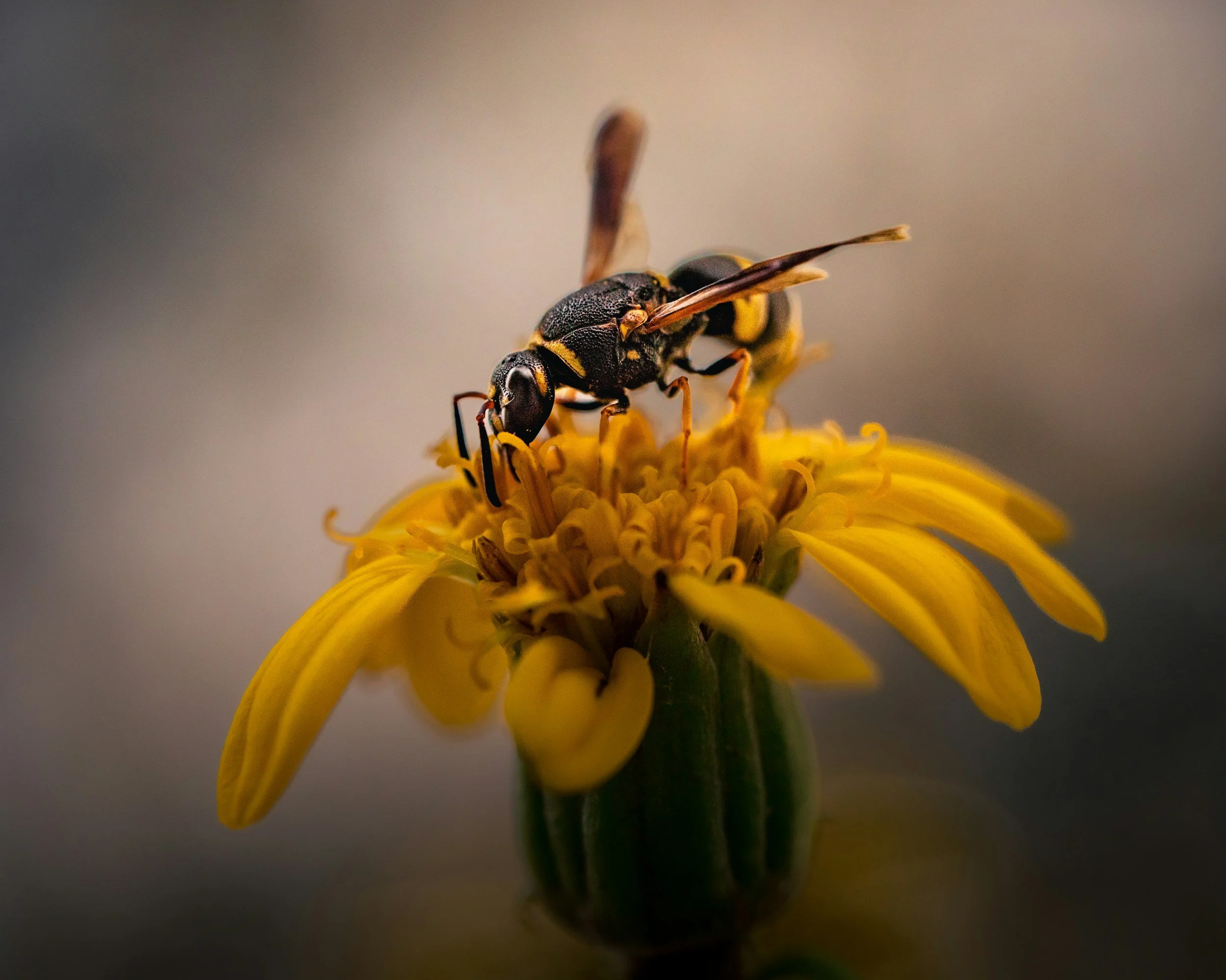 Close-up of a wasp on a yellow flower, gathering nectar.