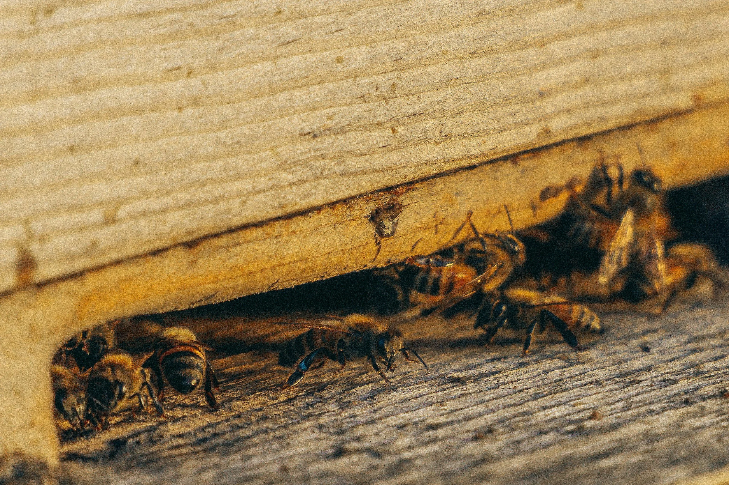 A group of bees entering and exiting a hive through a small opening in a wooden structure.