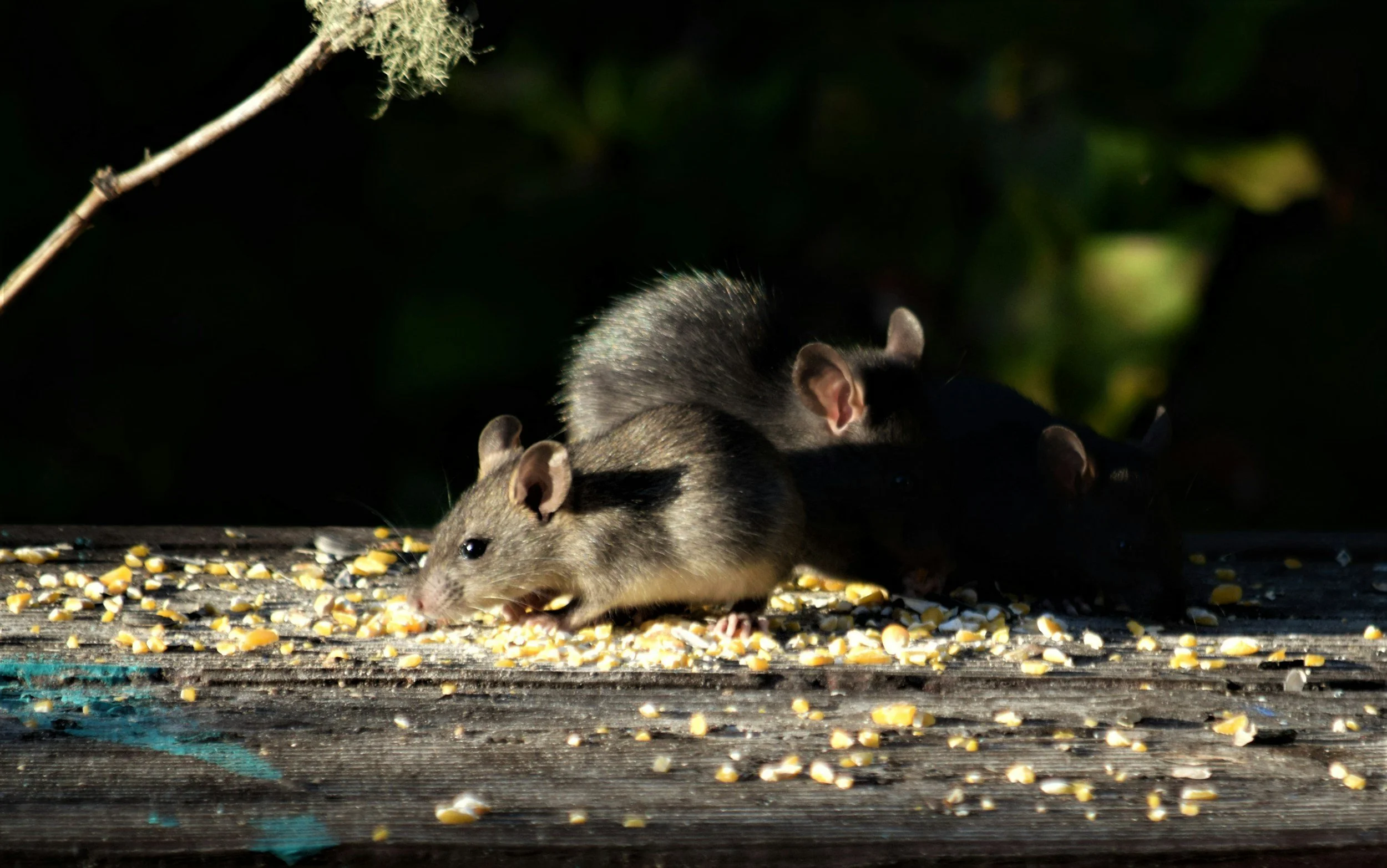 Three mice eating scattered grains on a wooden surface in a dark outdoor setting.