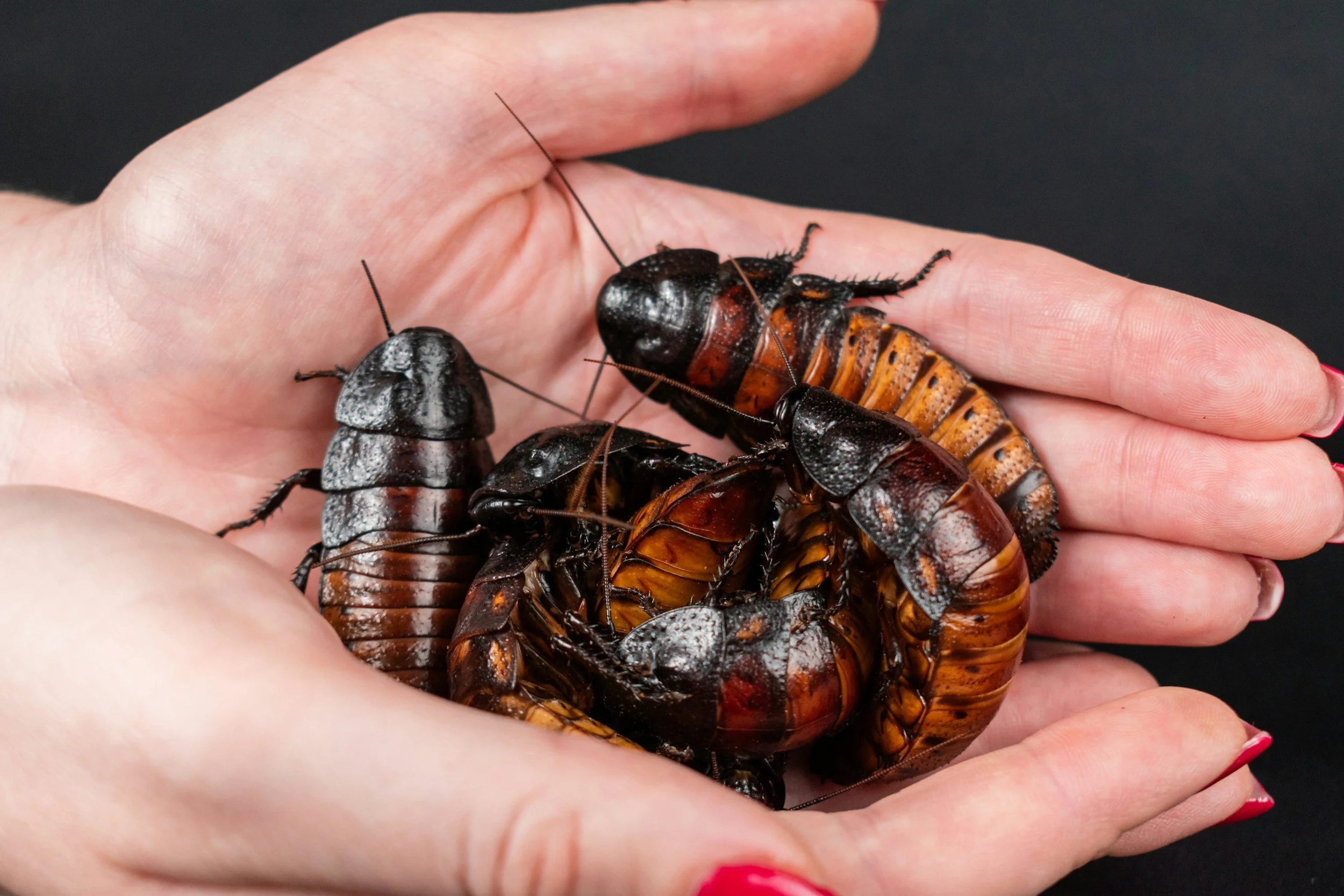 Hand holding several live Madagascar hissing cockroaches against a black background.