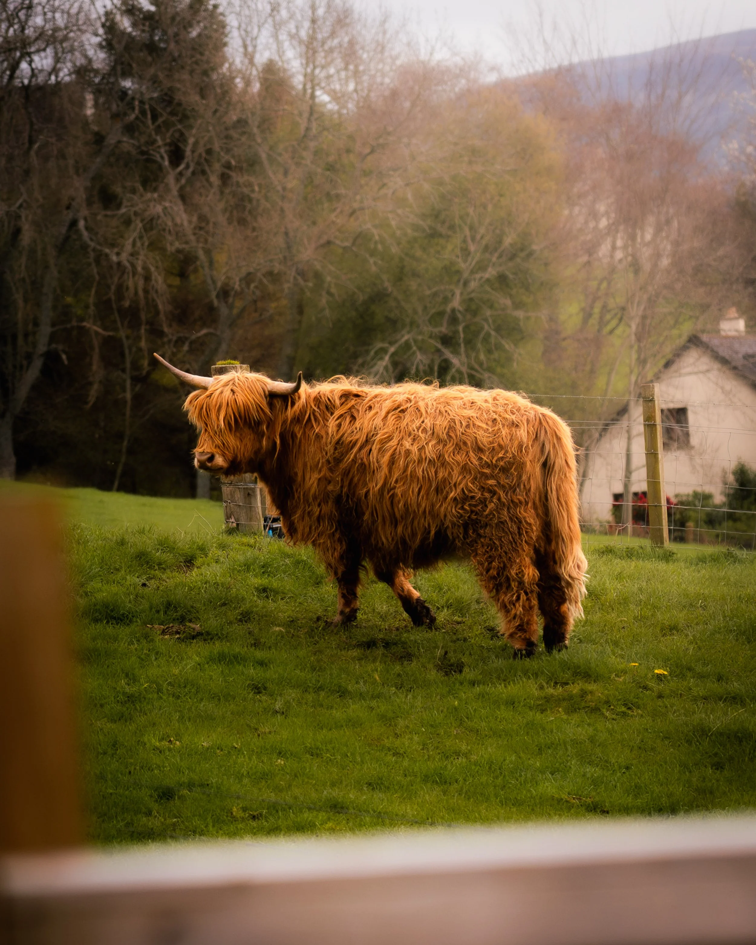 HCOW 24-Enhanced-NR.jpg