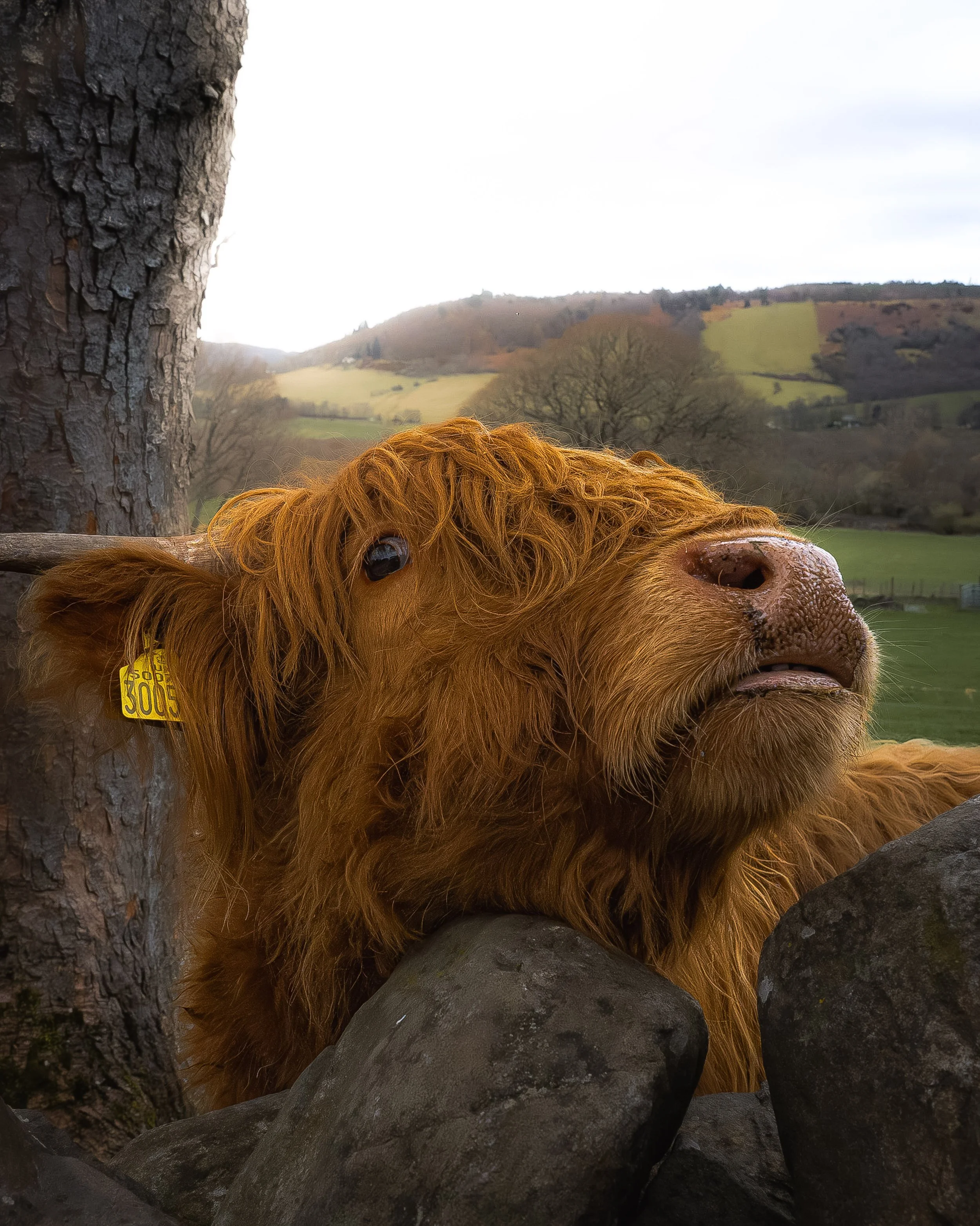 HCOW 9-Enhanced-NR.jpg