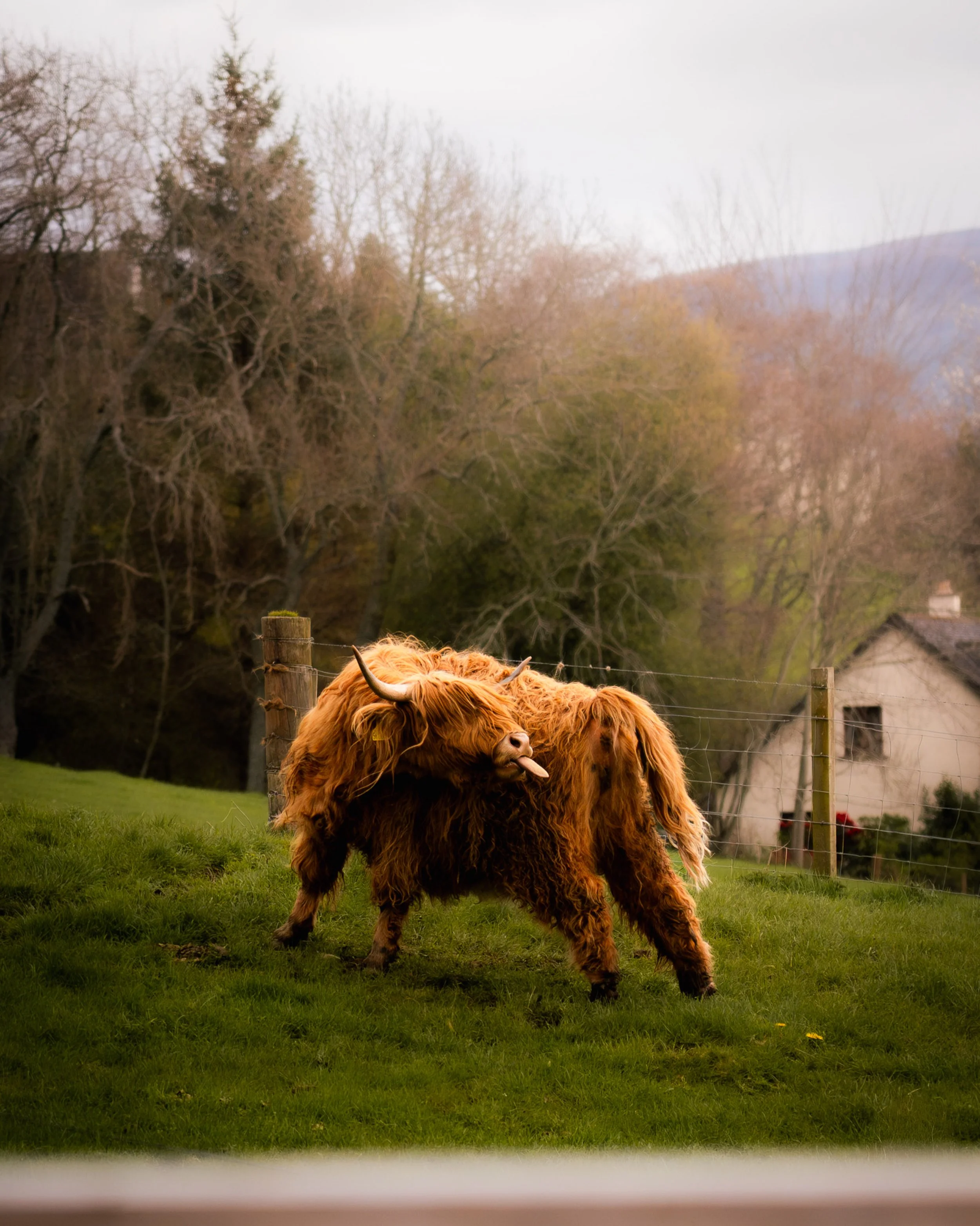 HCOW 26-Enhanced-NR.jpg