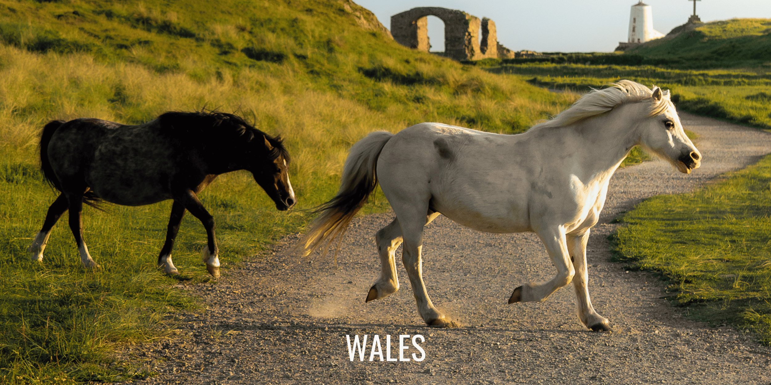 A white horse and a dark horse walking along a dirt path in Wales with green grass and stone ruins and a lighthouse in the background.