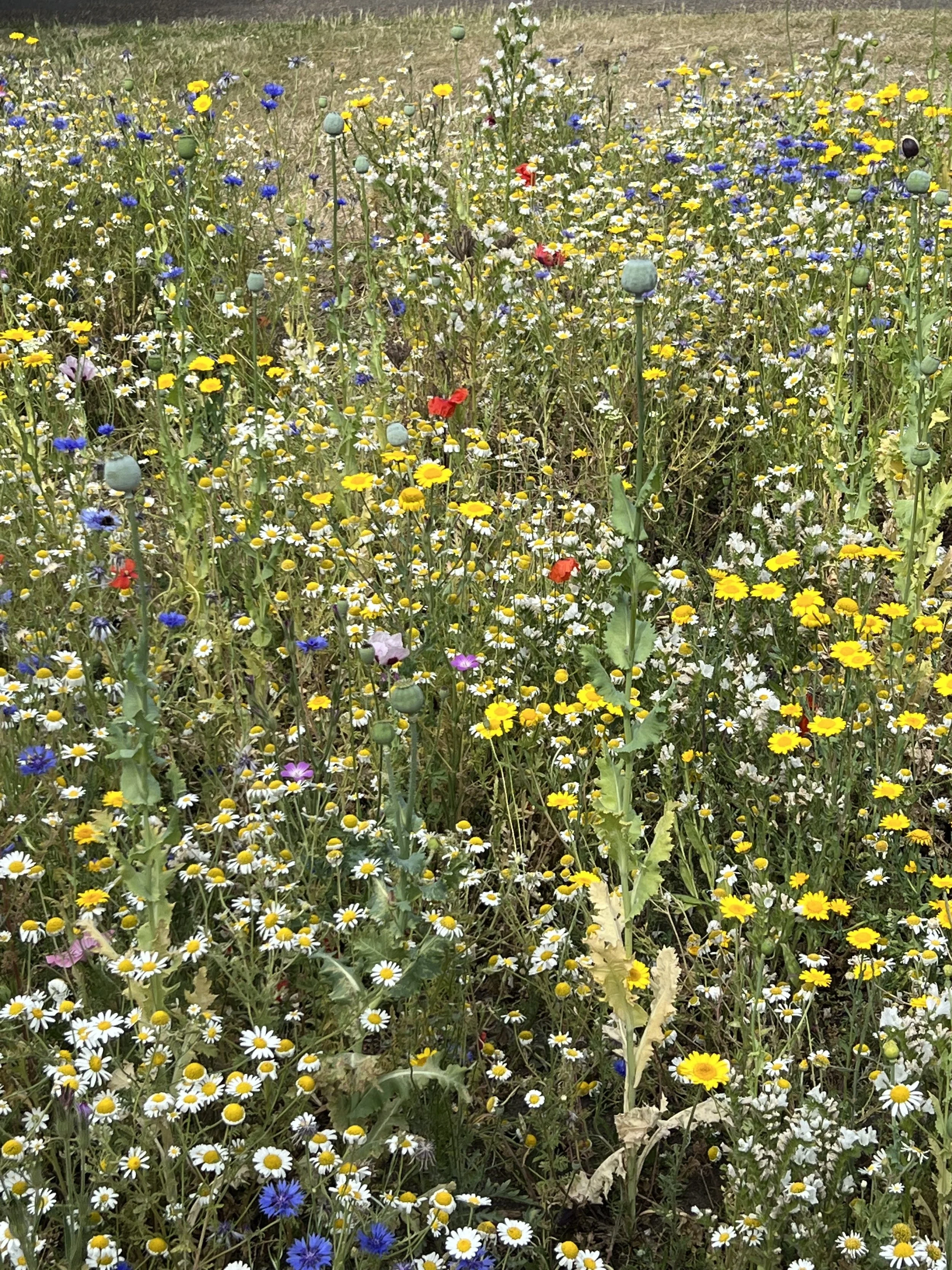 A field full of wildflowers, including daisies, cornflowers, and poppies, with some seed pods visible.