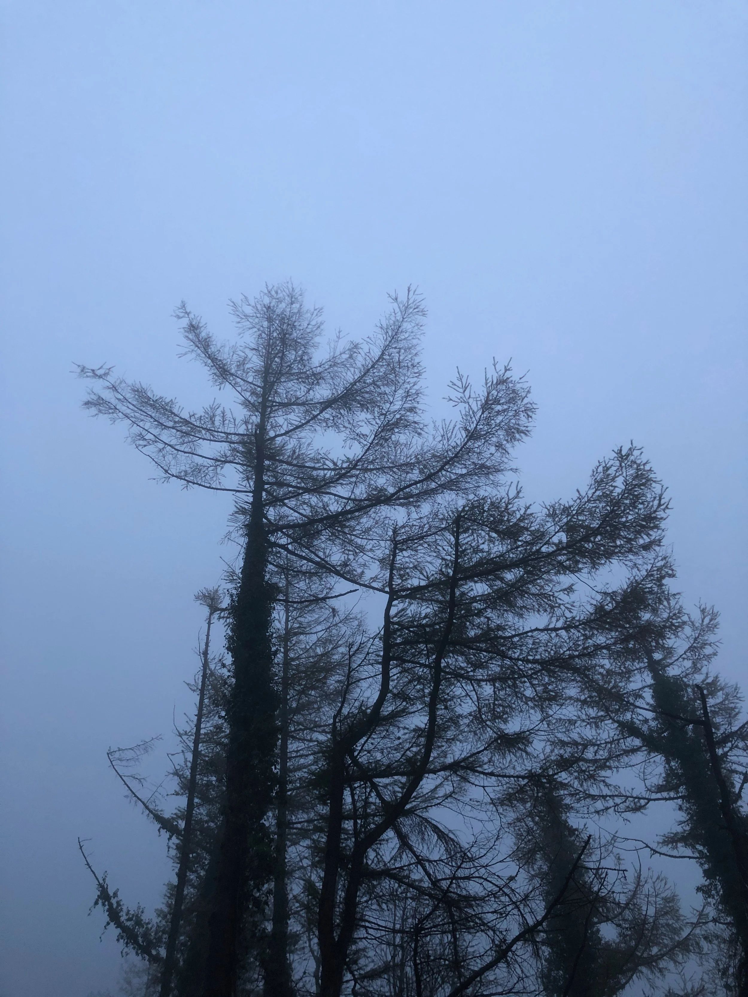 Tall trees with bare branches against a foggy, overcast sky.