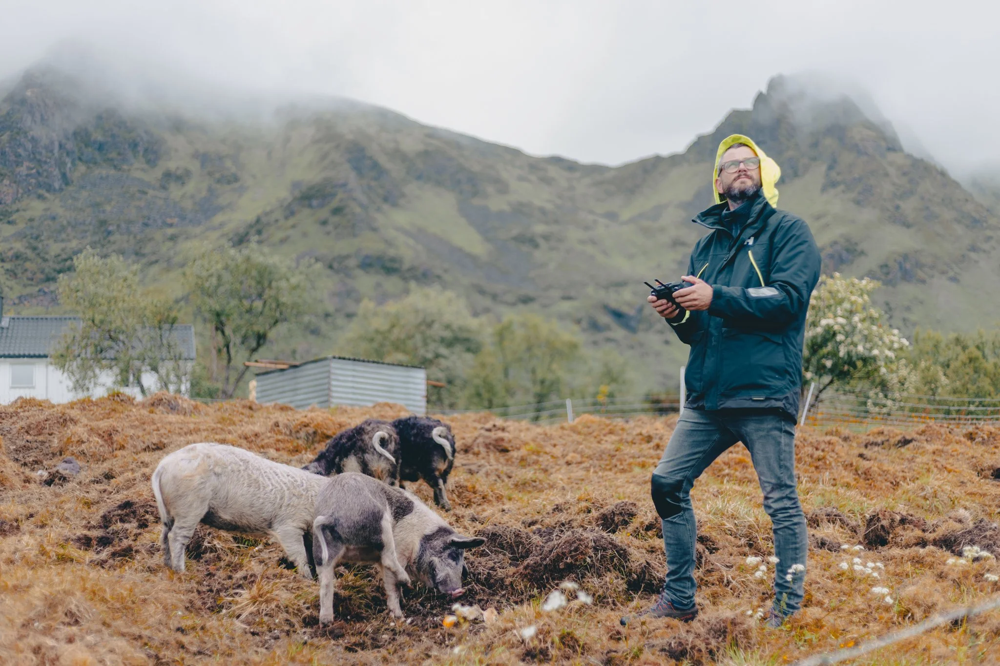 A man in outdoor gear controls a drone in a rural area with pigs grazing in the foreground and mountains in the background.
