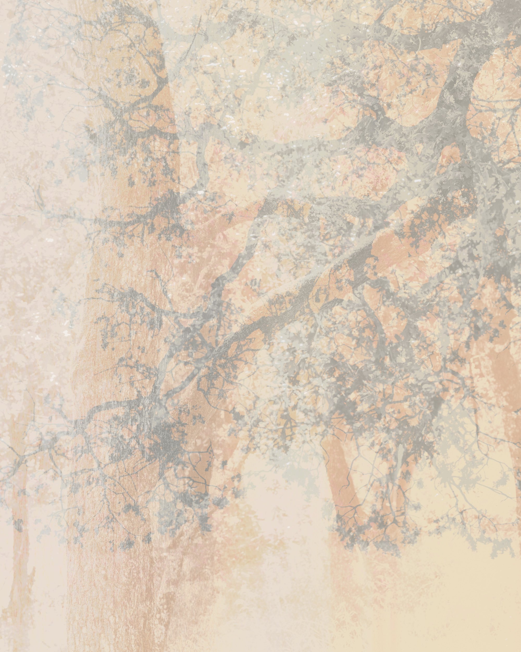 Calistoga, 2024