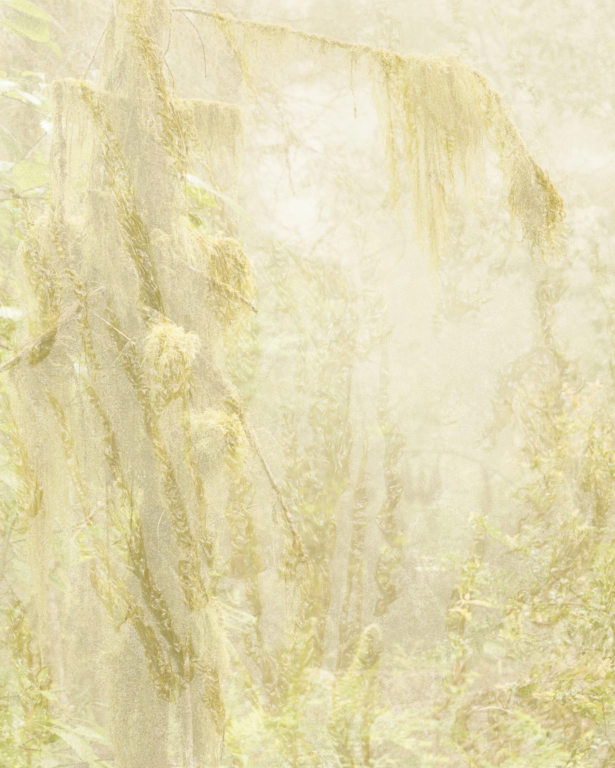 Redwoods, 2025