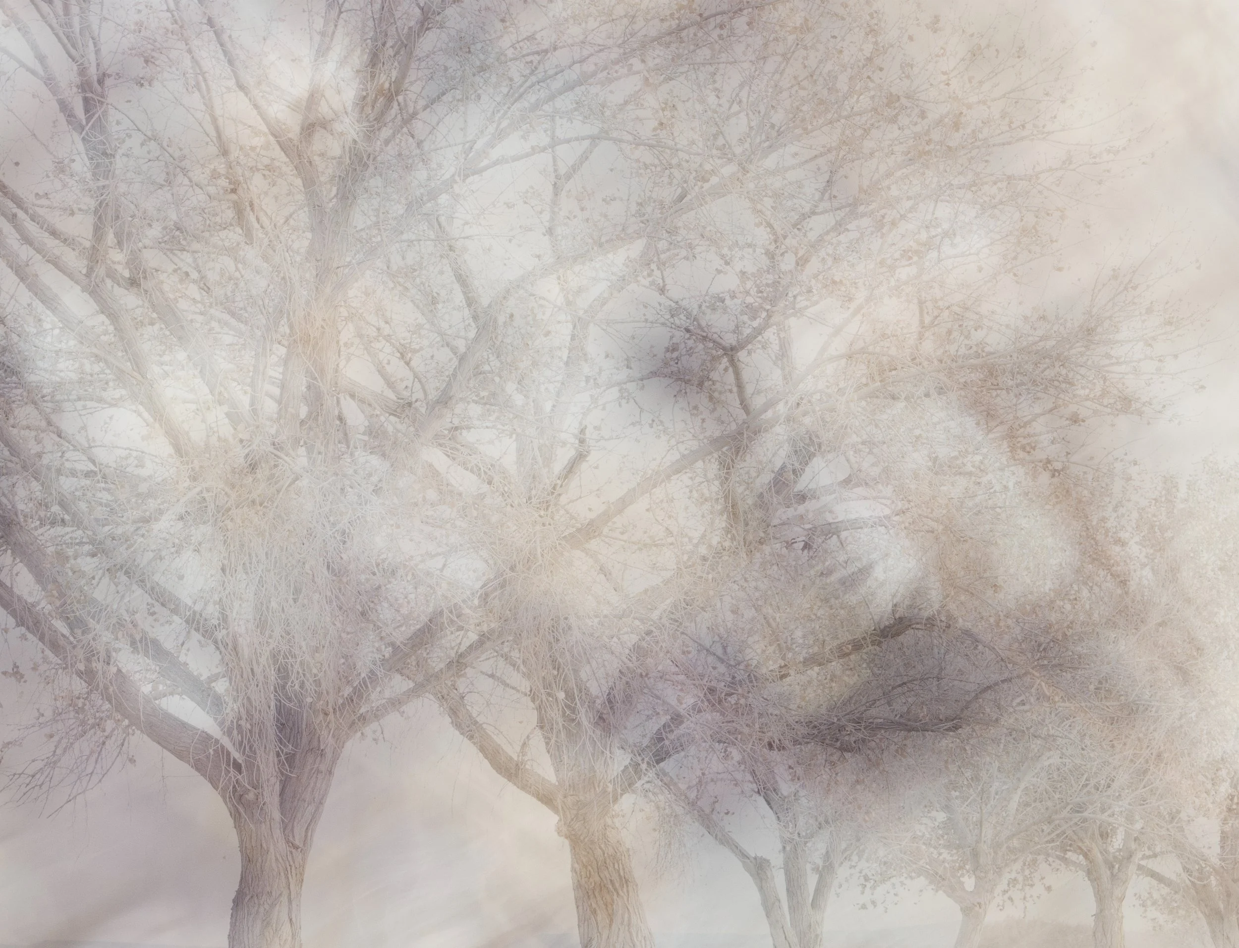 Bosque del Apache, NM 2026