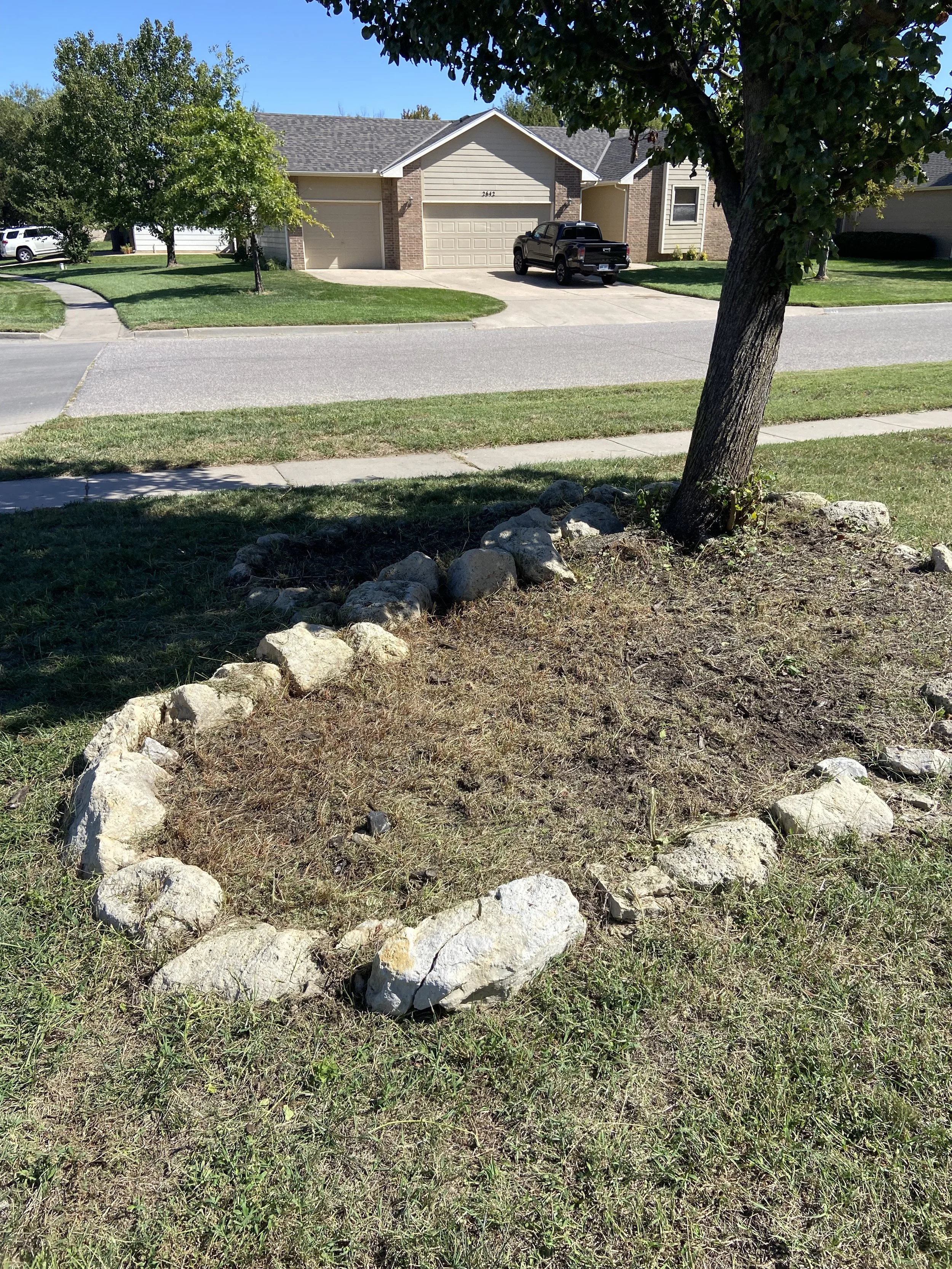 A small tree in a landscaped area surrounded by rocks in front of a suburban house with a driveway and a parked black truck.